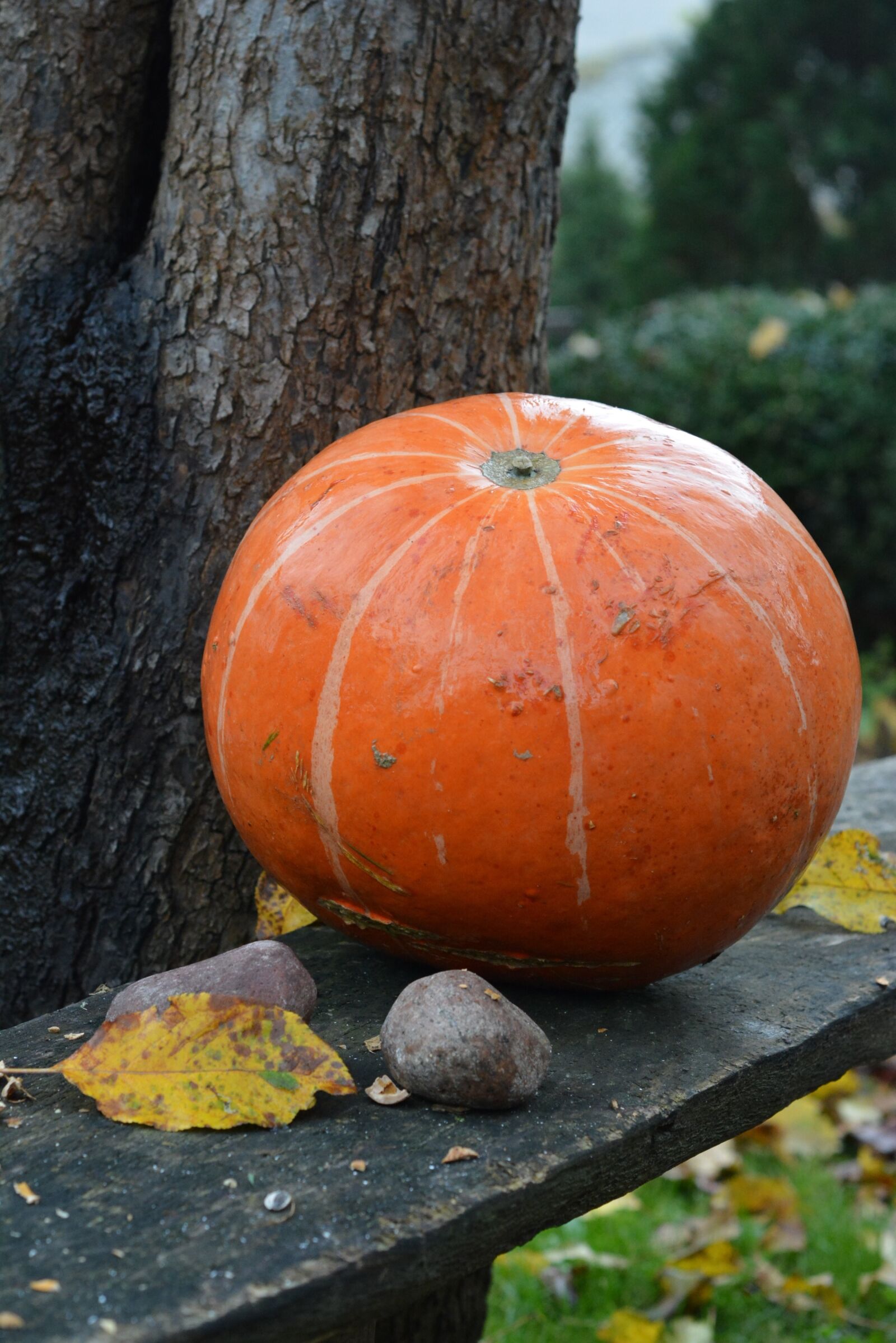 Nikon D5200 sample photo. Pumpkin, pumpkins, orange photography