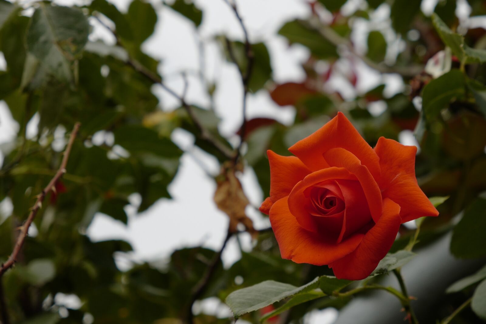 Vario-Elmar TL 1:3.5-5.6 / 18-56 ASPH. sample photo. Rose, flower, blossom photography