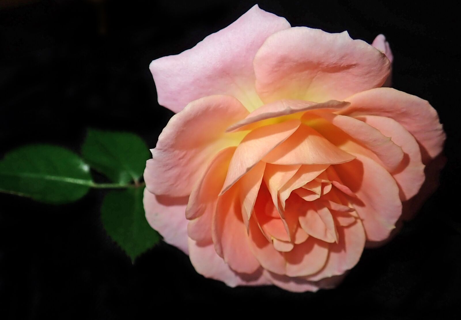 Olympus TG-5 sample photo. Flower, pink, rose photography
