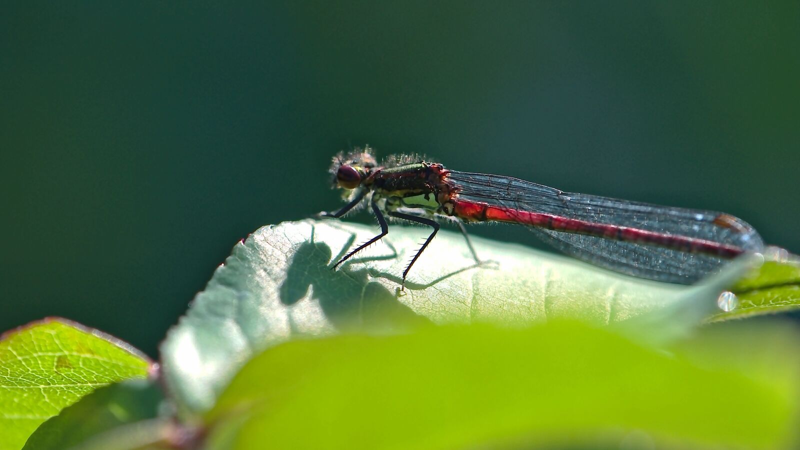 Nikon D5600 sample photo. Dragonfly, red, adonis dragonfly photography