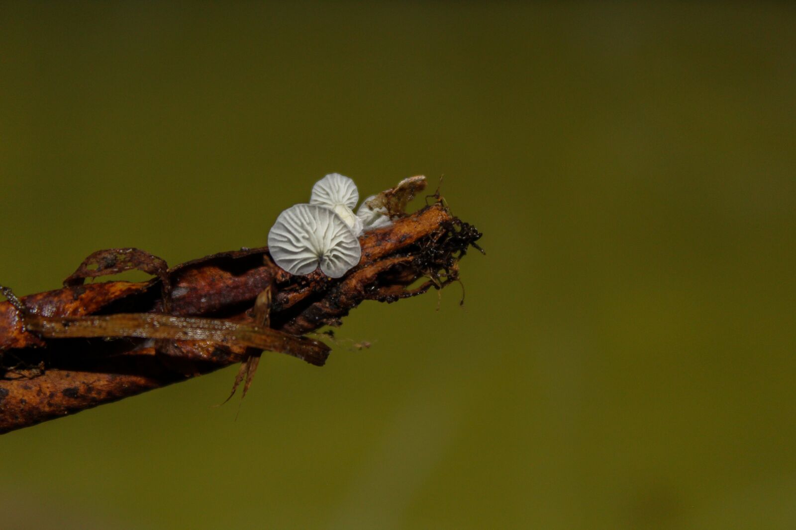 Canon EOS 1300D (EOS Rebel T6 / EOS Kiss X80) sample photo. Fungus, plant, nature photography