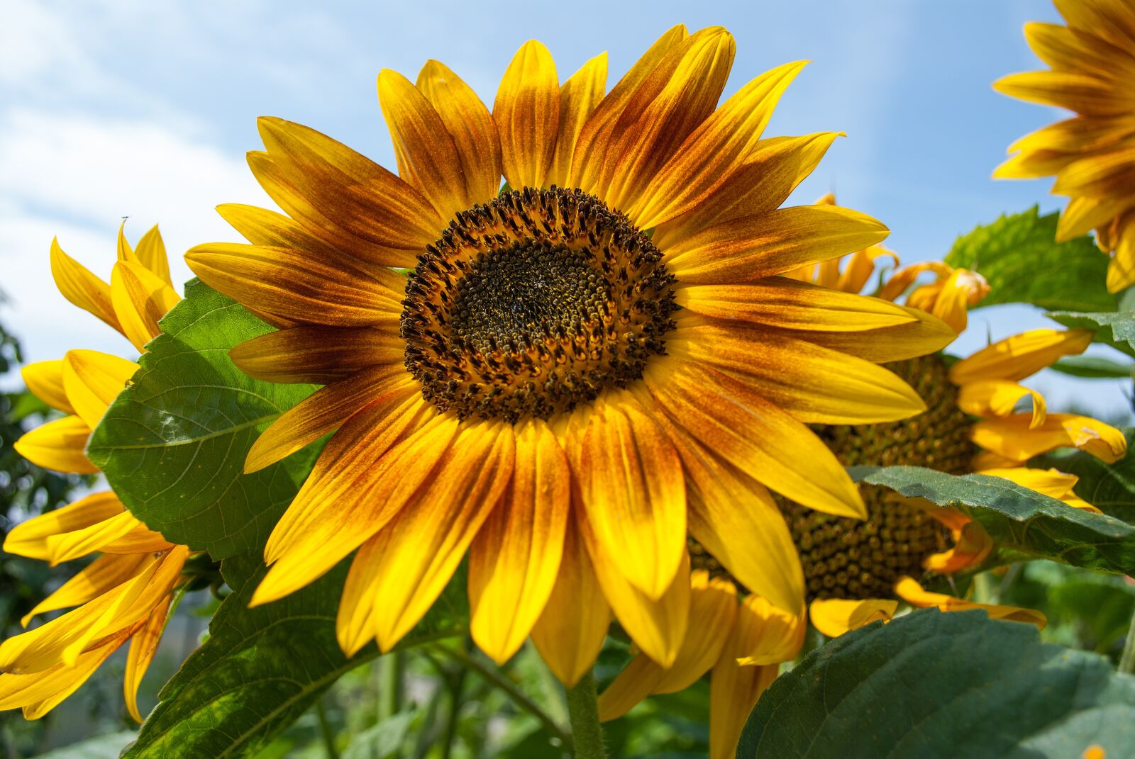 Nikon D3000 sample photo. Sunflower, yellow, summer photography