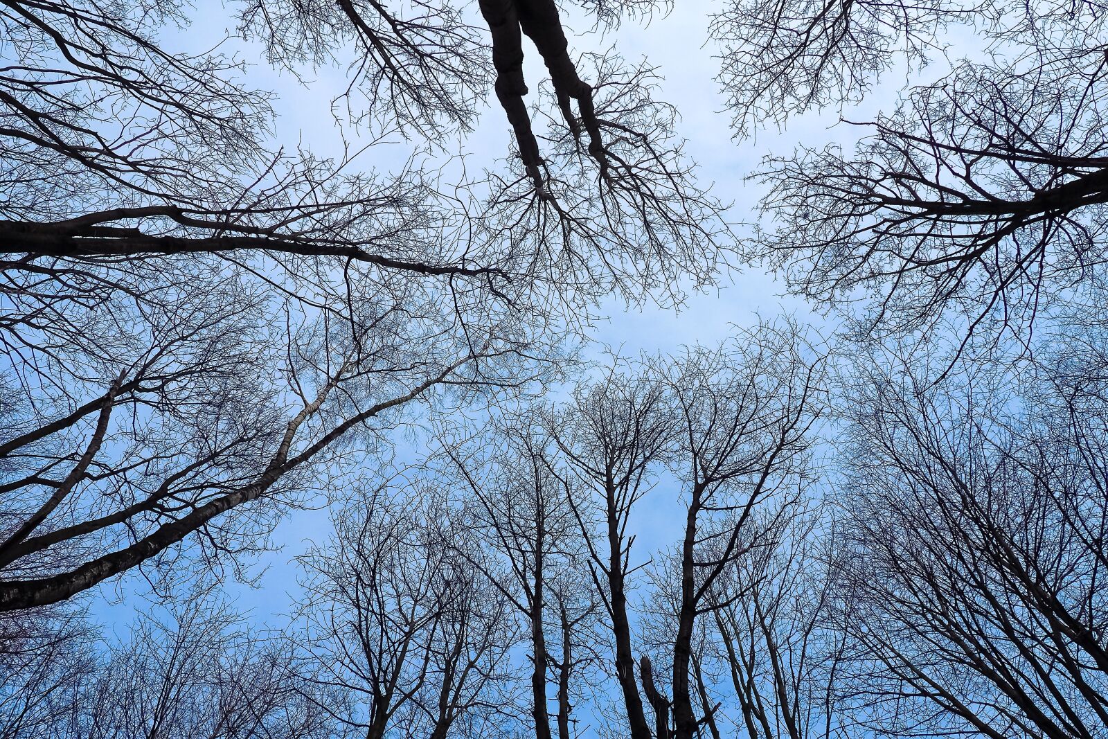 Olympus OM-D E-M10 sample photo. Trees, winter, forest photography