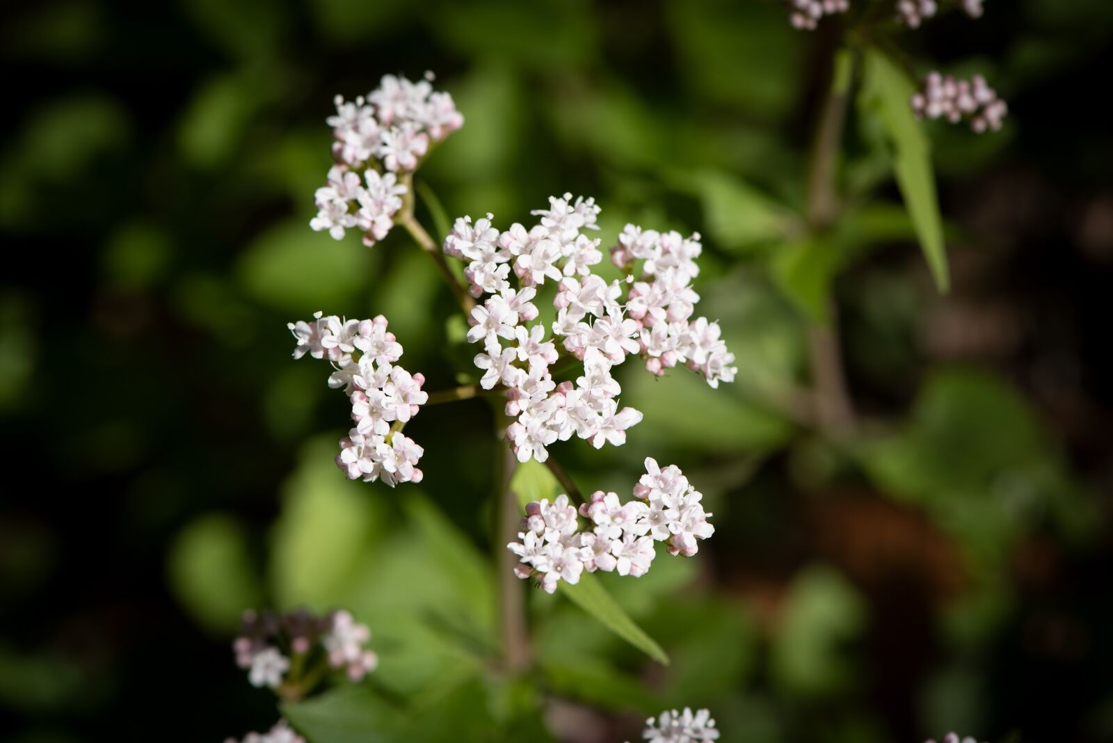 Nikon D750 sample photo. Flowers, white, wild plant photography