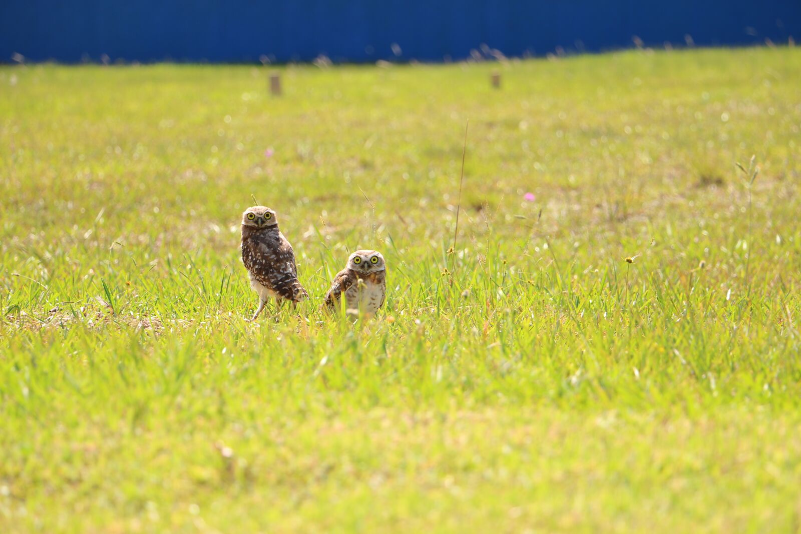 Canon EOS 70D sample photo. Owls, landscape, birds photography
