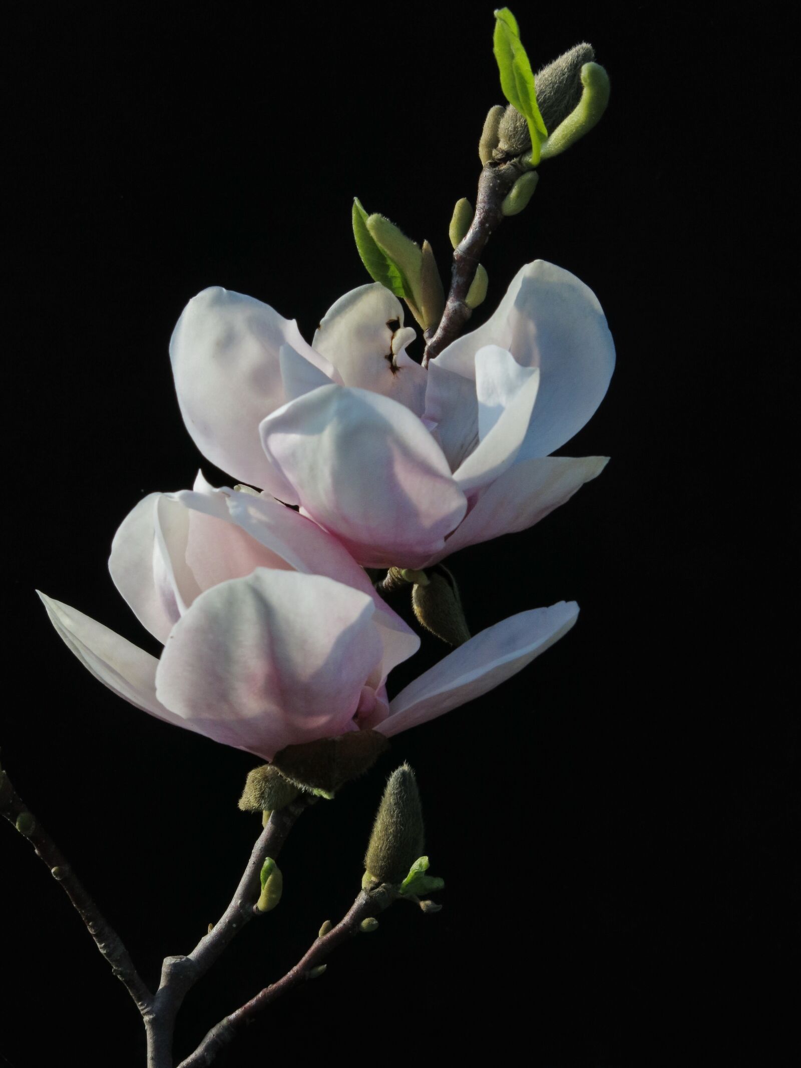 Canon PowerShot G15 sample photo. Magnolia, xsoulangeana, flower photography