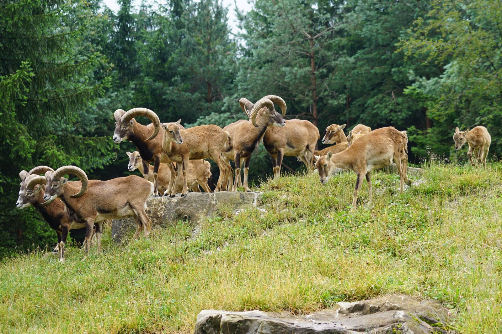 Sony ILCA-77M2 + Sony 70-400mm F4-5.6 G SSM sample photo. Mouflon, european mouflon, flock photography