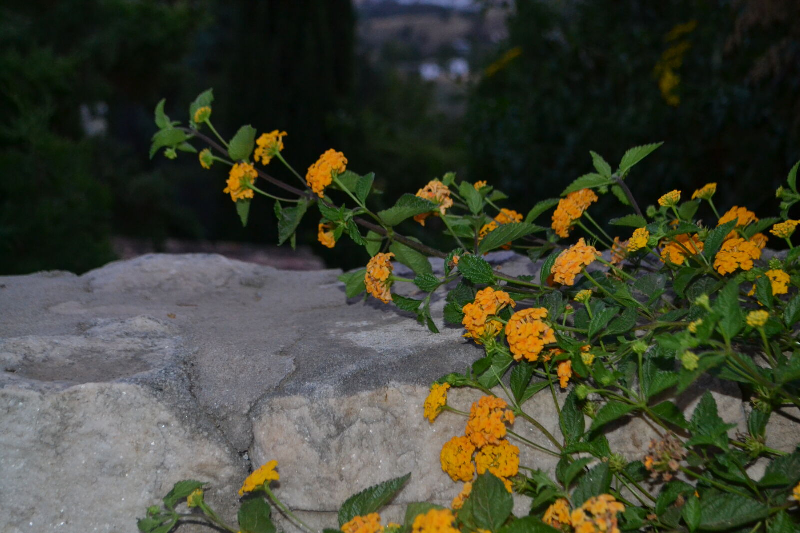 Nikon D3100 sample photo. Beautiful, flowers, flower, night photography