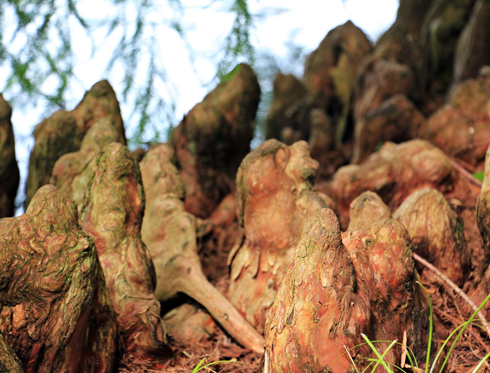 Canon EOS 550D (EOS Rebel T2i / EOS Kiss X4) sample photo. Tree roots, pneumatophore, respiratory photography