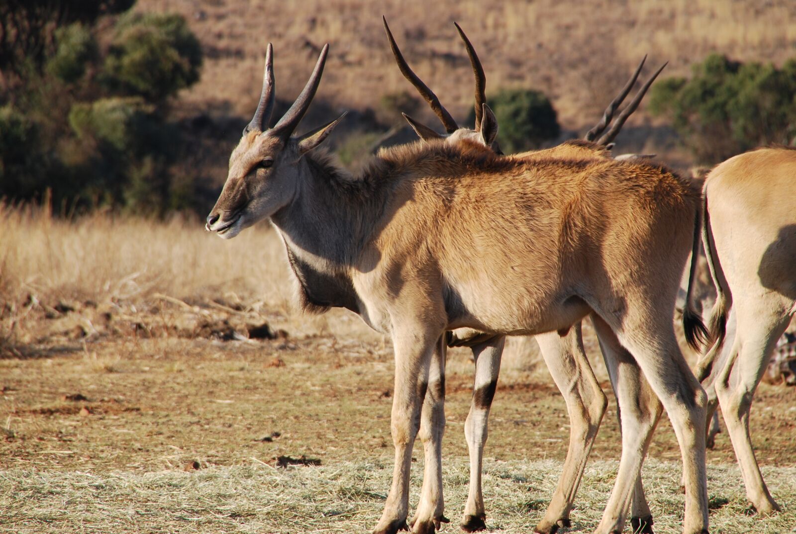 Nikon D80 sample photo. Eland antelope, south africa photography
