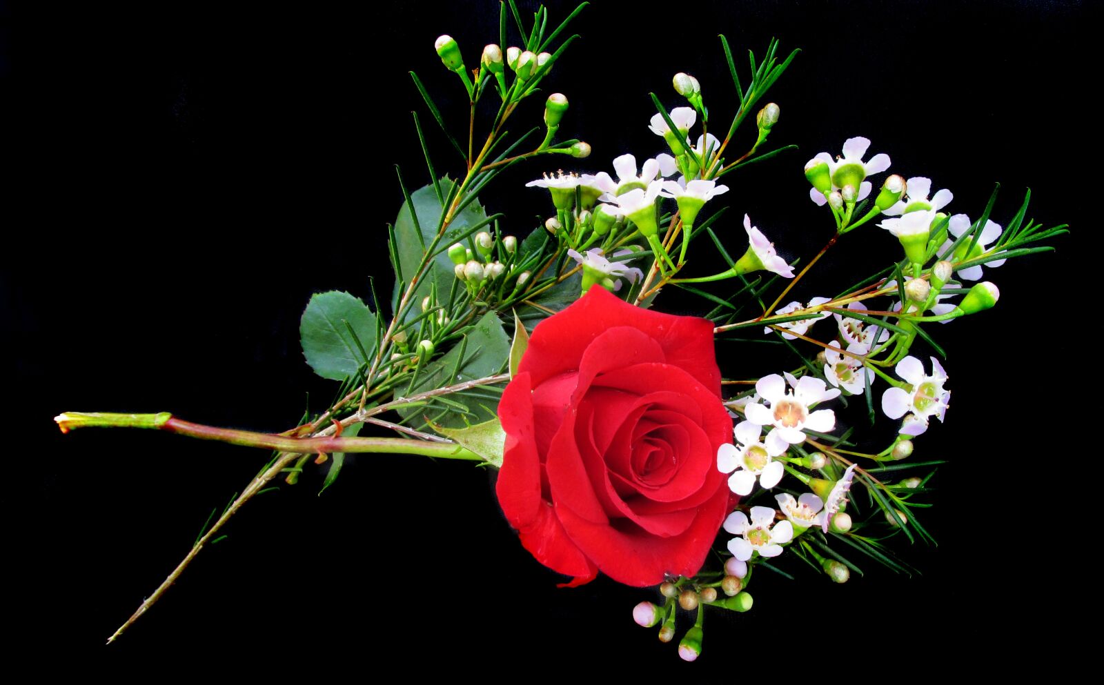 Canon PowerShot SX170 IS sample photo. Red, rose, wax flower photography