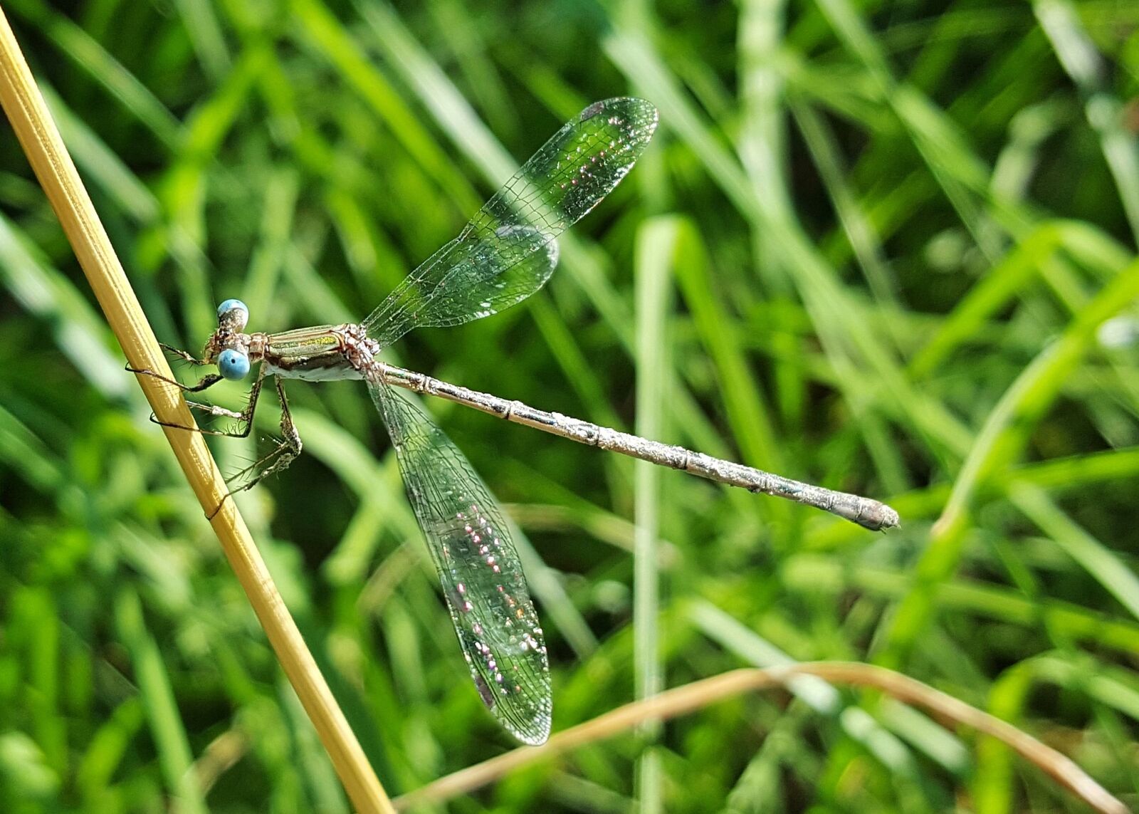 Samsung Galaxy Note5 sample photo. Damselfly, insect, insectoid photography