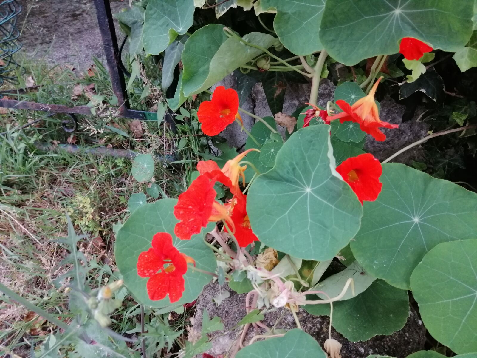 HUAWEI SNE-LX1 sample photo. Nasturtium, flowers, flower photography