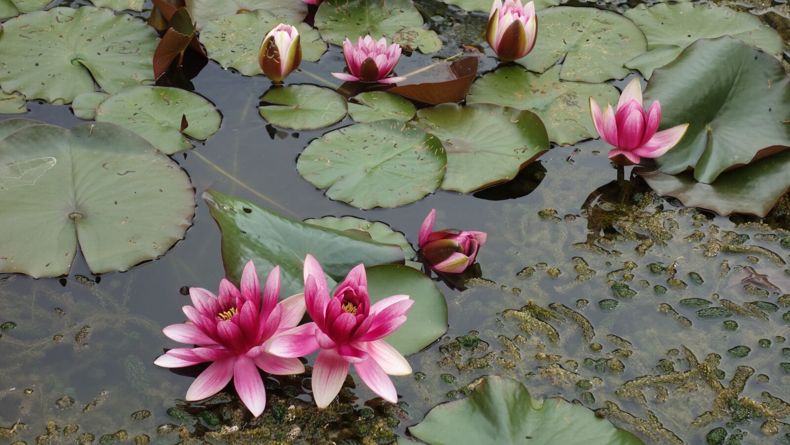 Sony Cyber-shot DSC-RX100 sample photo. Pond, water, green photography