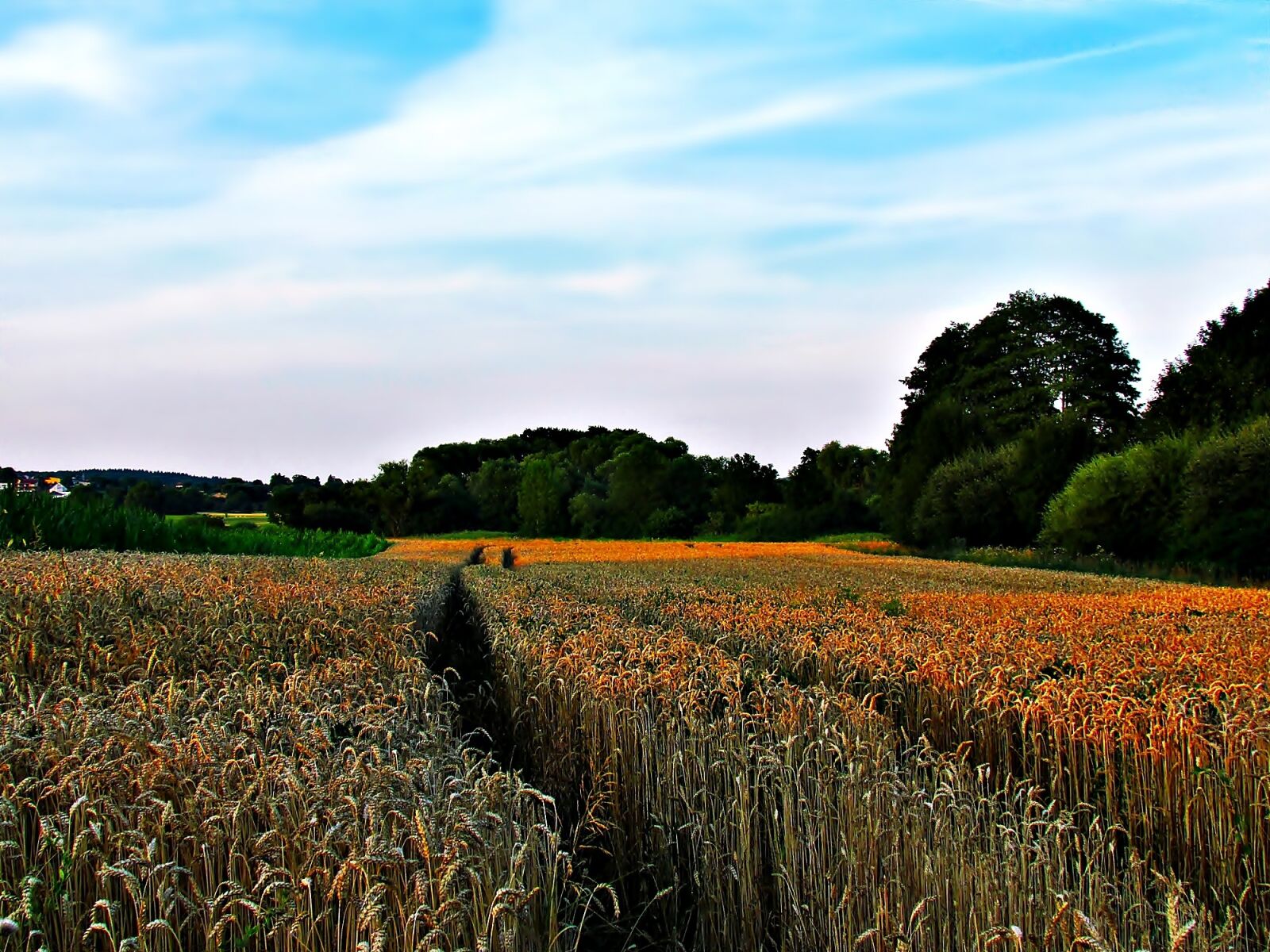 Canon PowerShot SX30 IS sample photo. Field, tree, nature photography
