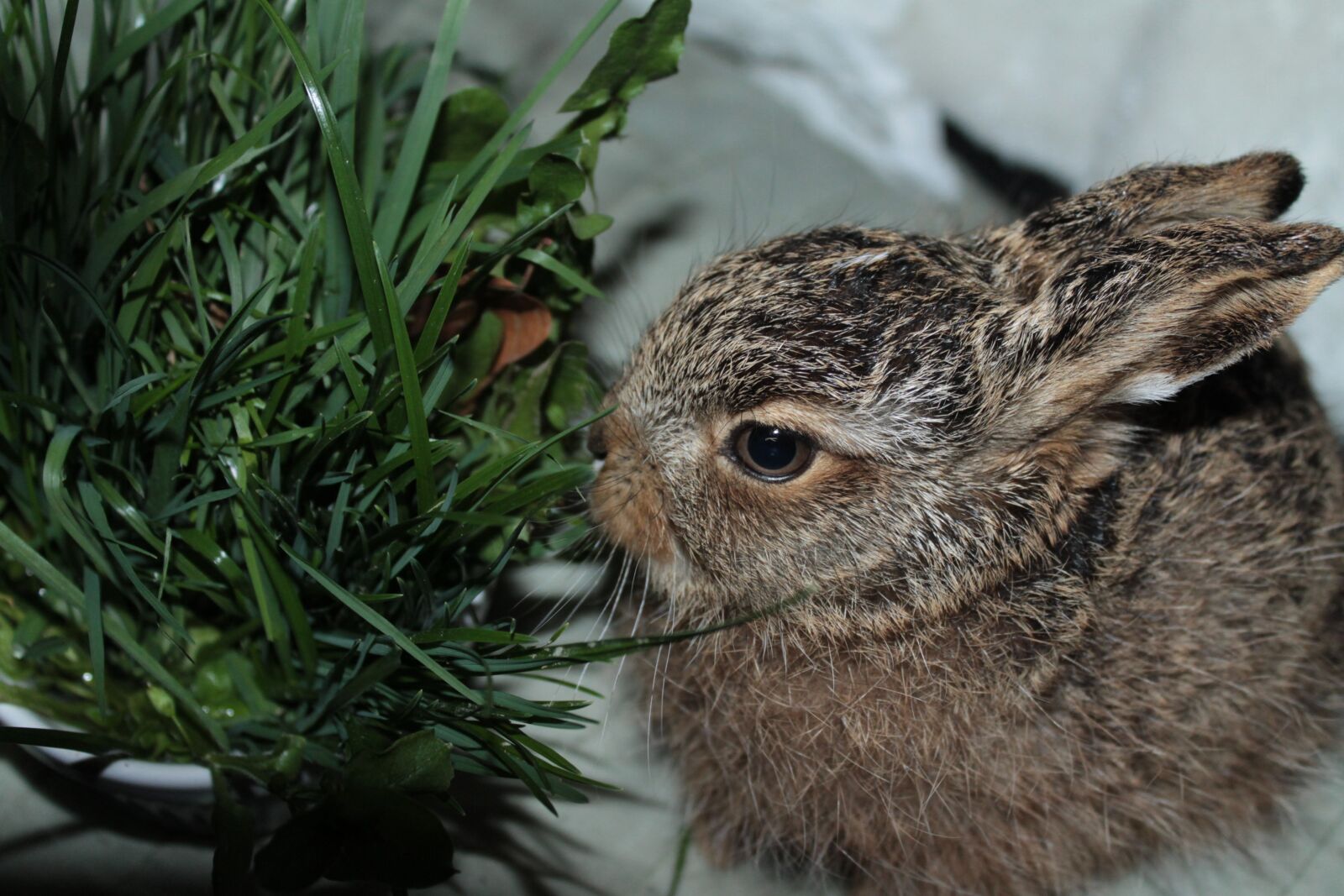 Canon EOS 1100D (EOS Rebel T3 / EOS Kiss X50) sample photo. Leveret, european brown hare photography