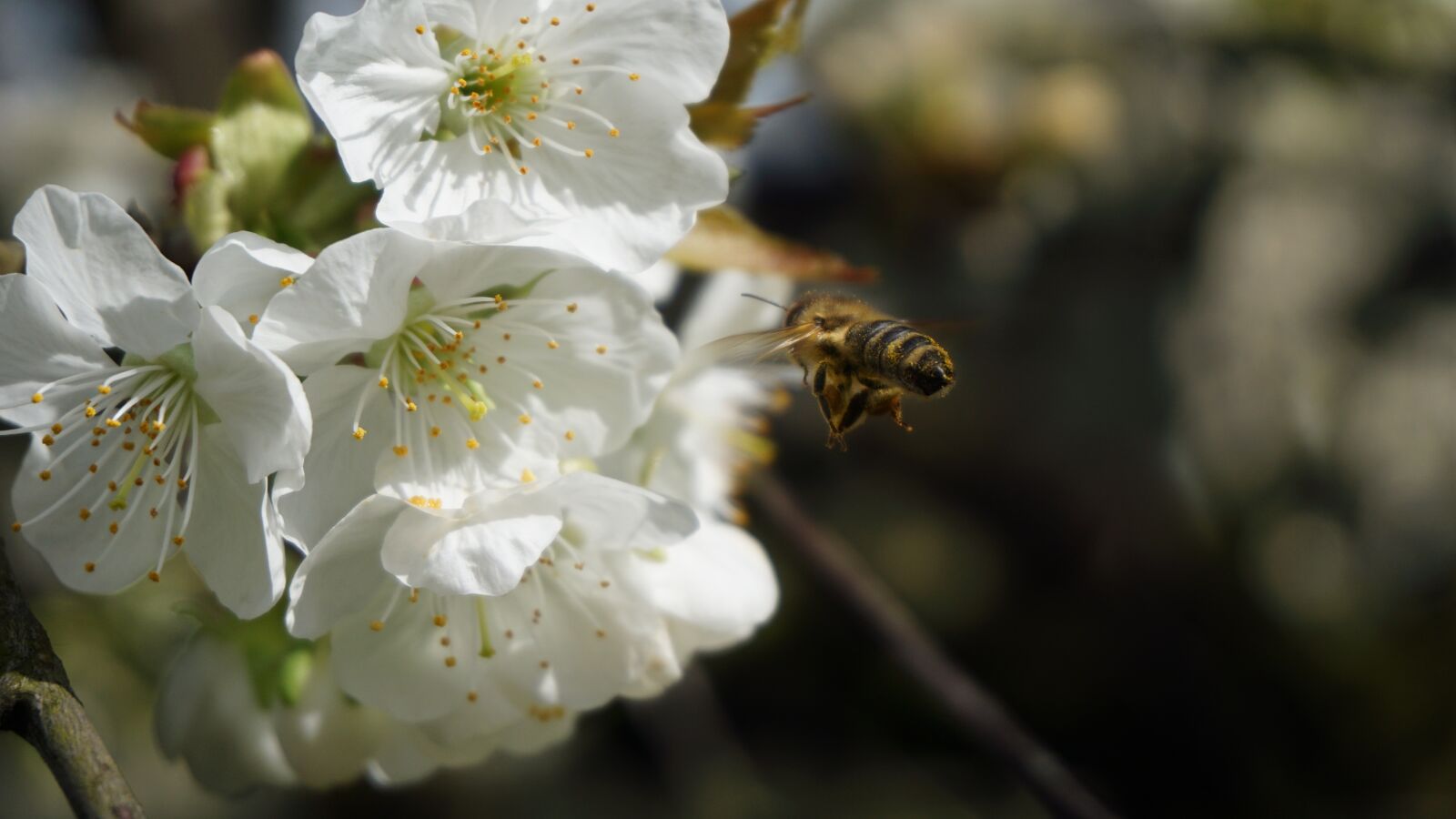 Sony a6000 sample photo. Bee, cherry blossom, nature photography