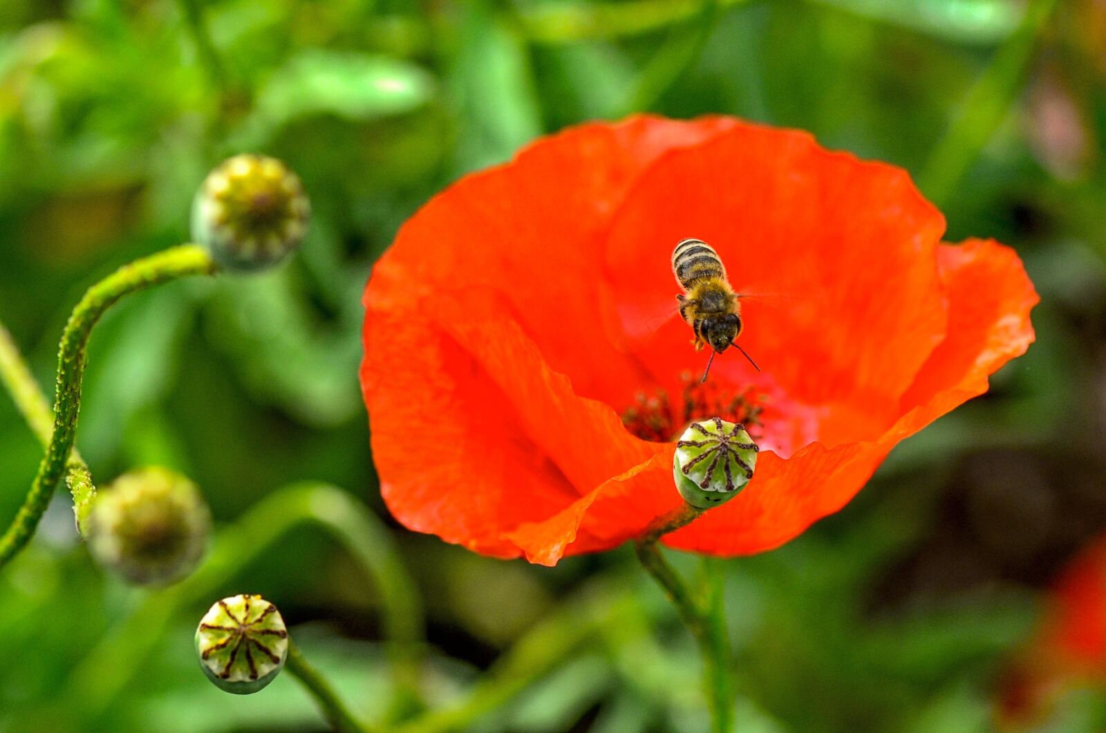 Nikon D7000 sample photo. Bee, poppy, nature photography