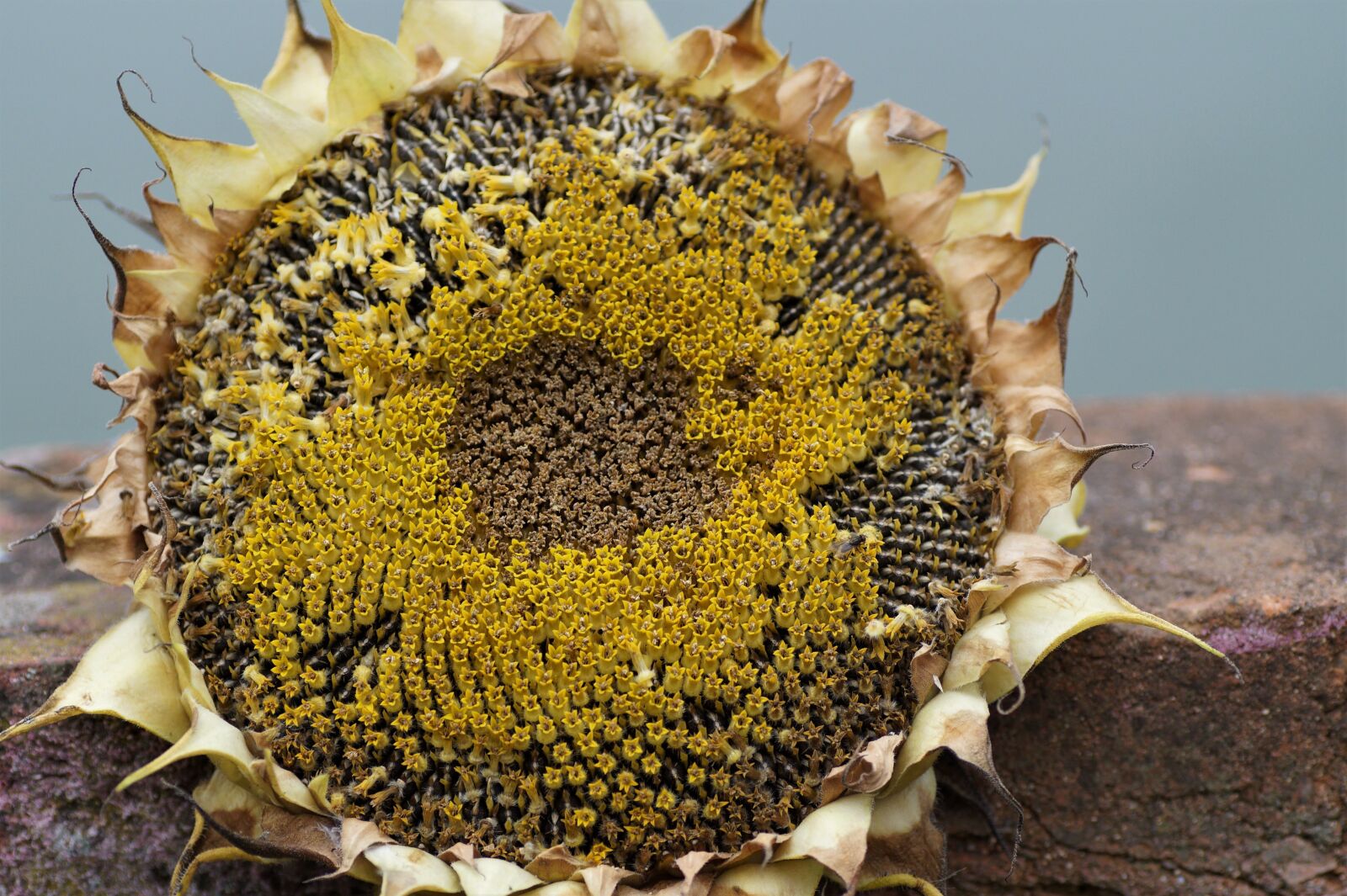 Sony SLT-A58 sample photo. Sunflower, faded, seeds photography
