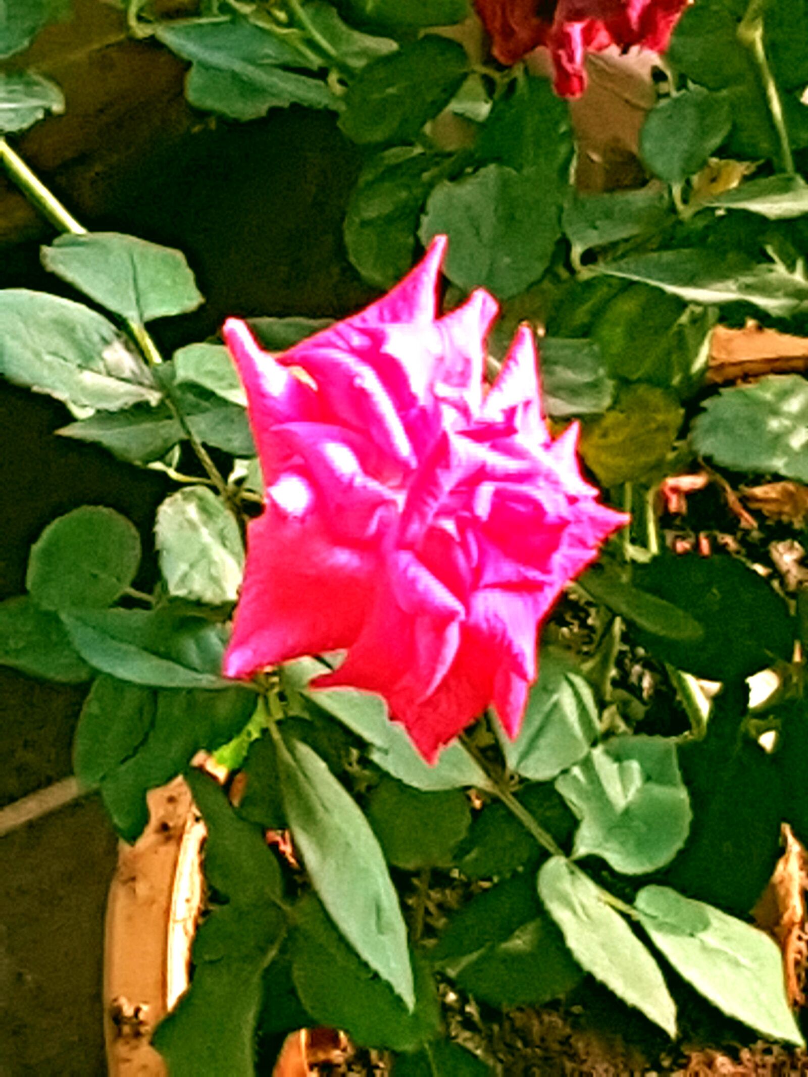 Samsung Galaxy S7 sample photo. Rose, flower, pink photography