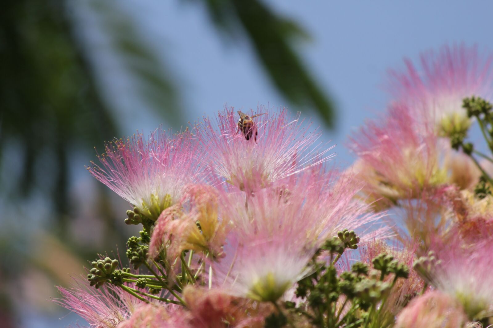 Canon EOS 1300D (EOS Rebel T6 / EOS Kiss X80) + Canon EF-S 55-250mm F4-5.6 IS II sample photo. Tree, flower, bee photography