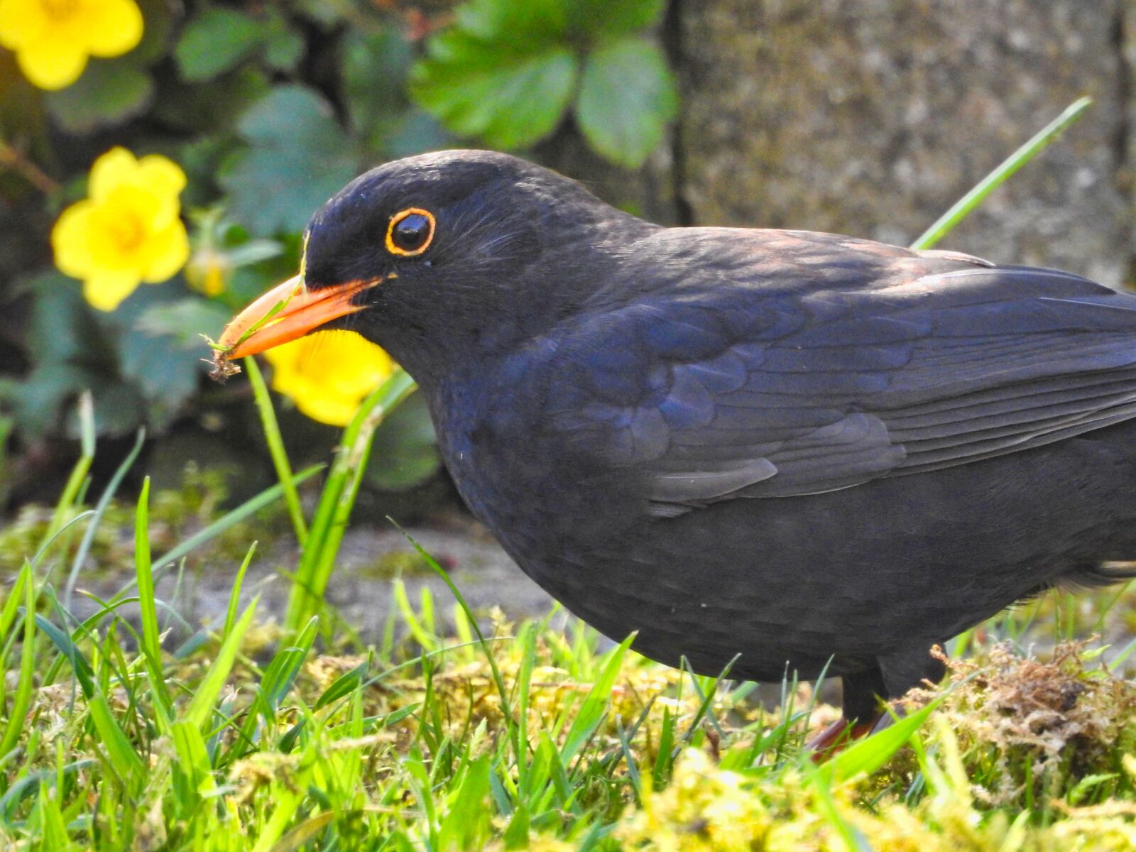 Nikon Coolpix P900 sample photo. Blackbird, bird, nature photography
