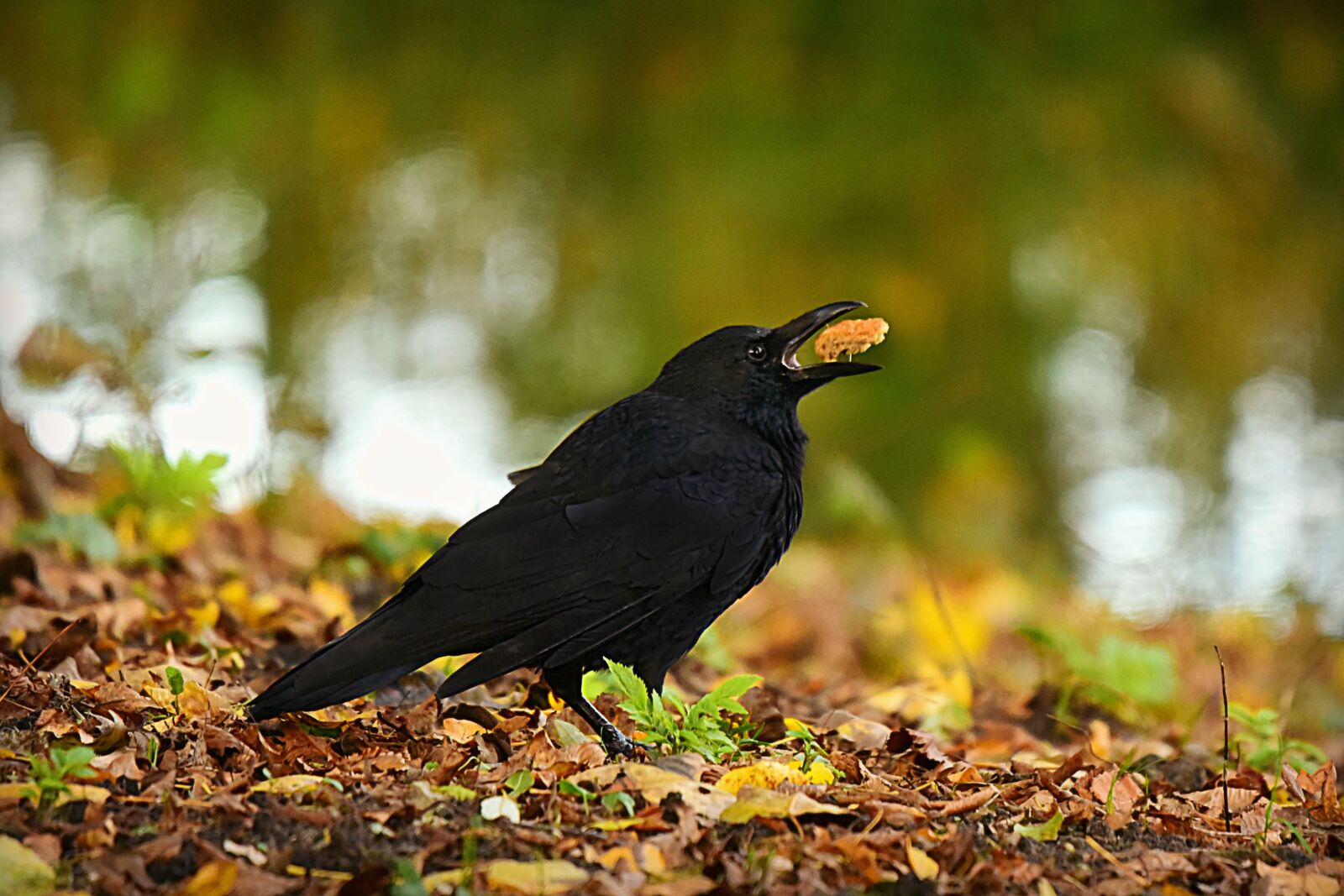 Nikon D750 sample photo. Crow, bird, animal photography