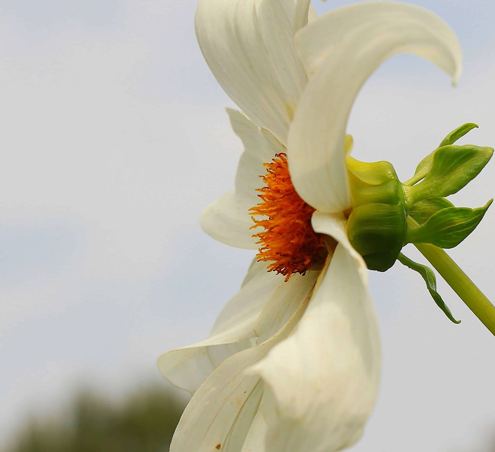 Canon EOS 550D (EOS Rebel T2i / EOS Kiss X4) sample photo. Summer, white flower, petals photography