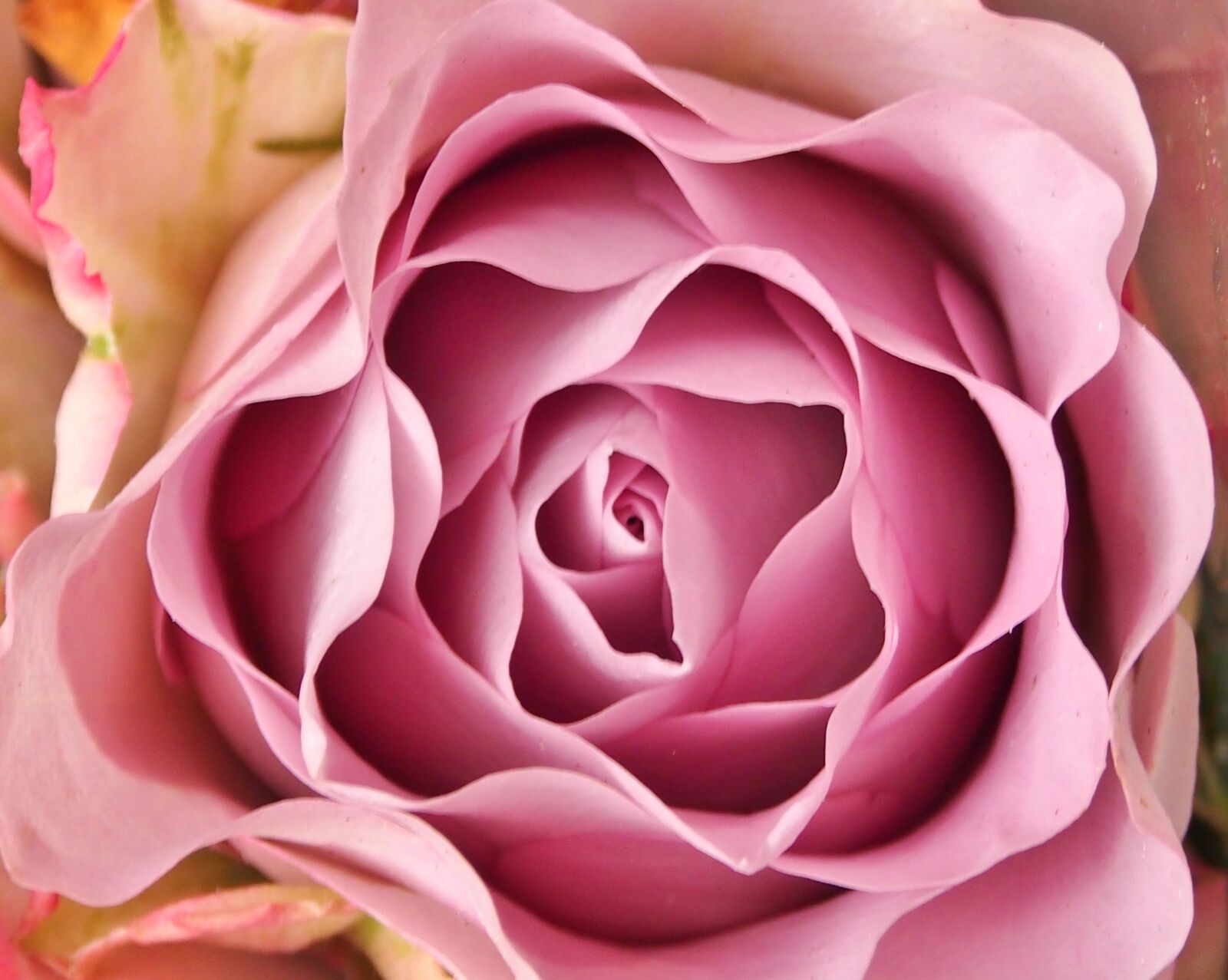 Olympus OM-D E-M5 sample photo. Rose, affection, flowers photography