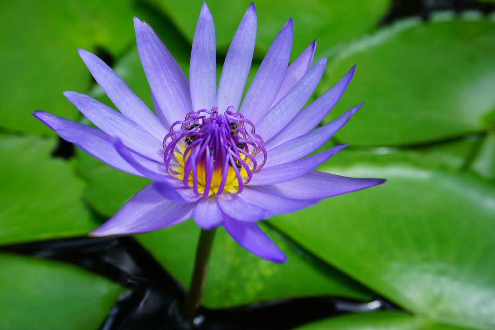 Sony a6000 sample photo. Purple, flower, lotus photography