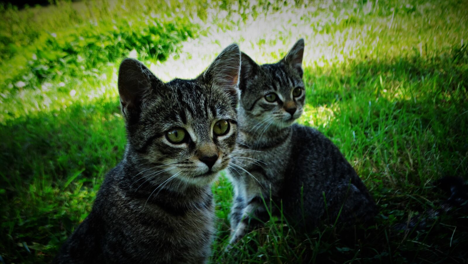 Sony Cyber-shot DSC-HX300 sample photo. Cat, kitten, animal photography