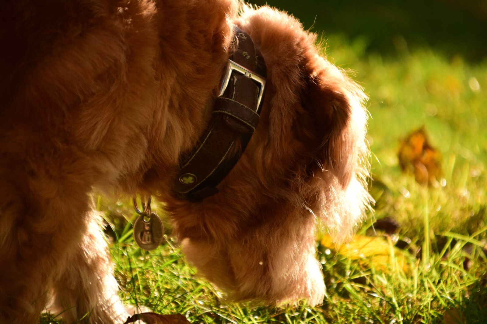 Nikon D3300 sample photo. Pet, portrait, animal, cute photography