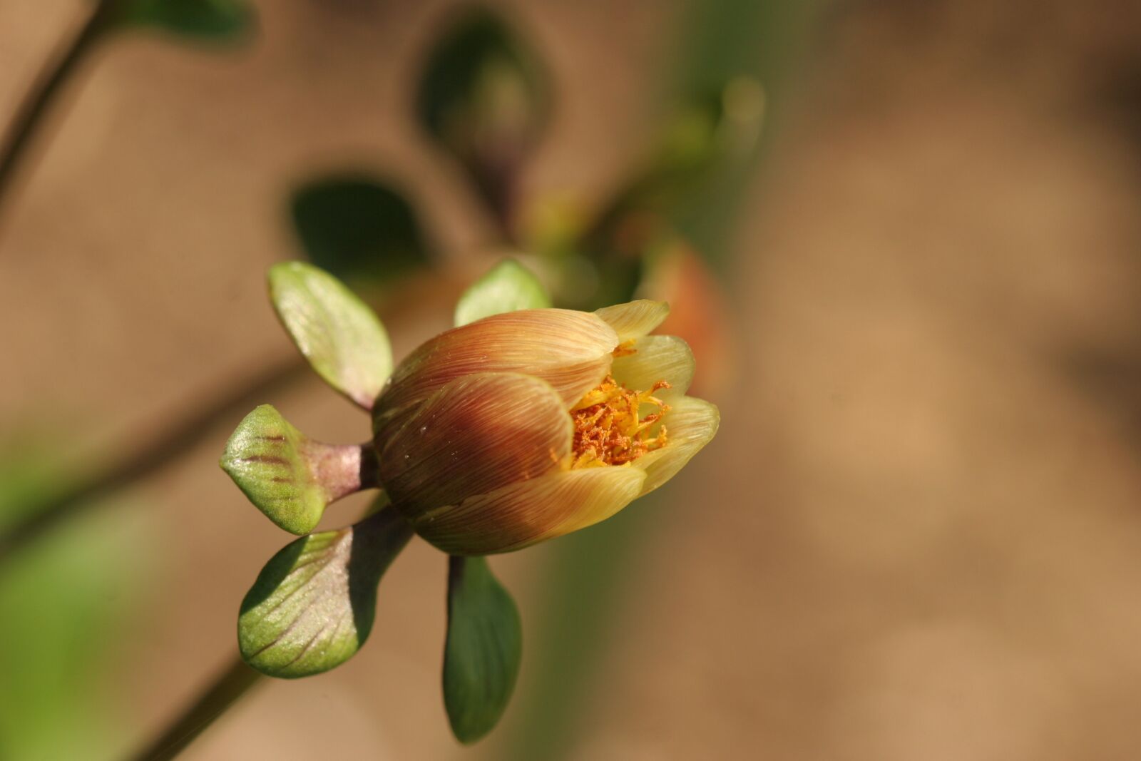 Canon EOS 20D sample photo. Dahlia, seed pod, macro photography