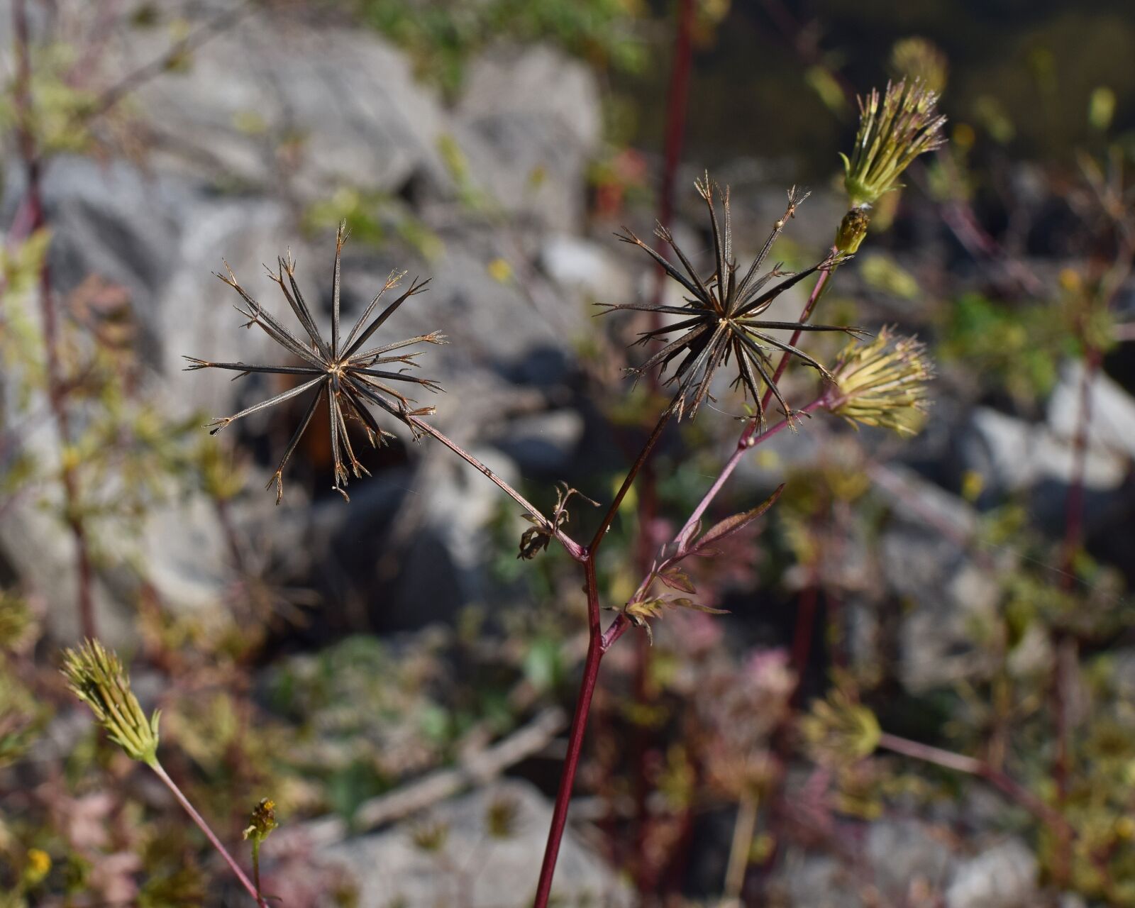 Nikon D3300 sample photo. Jacob ragweed seed pods photography