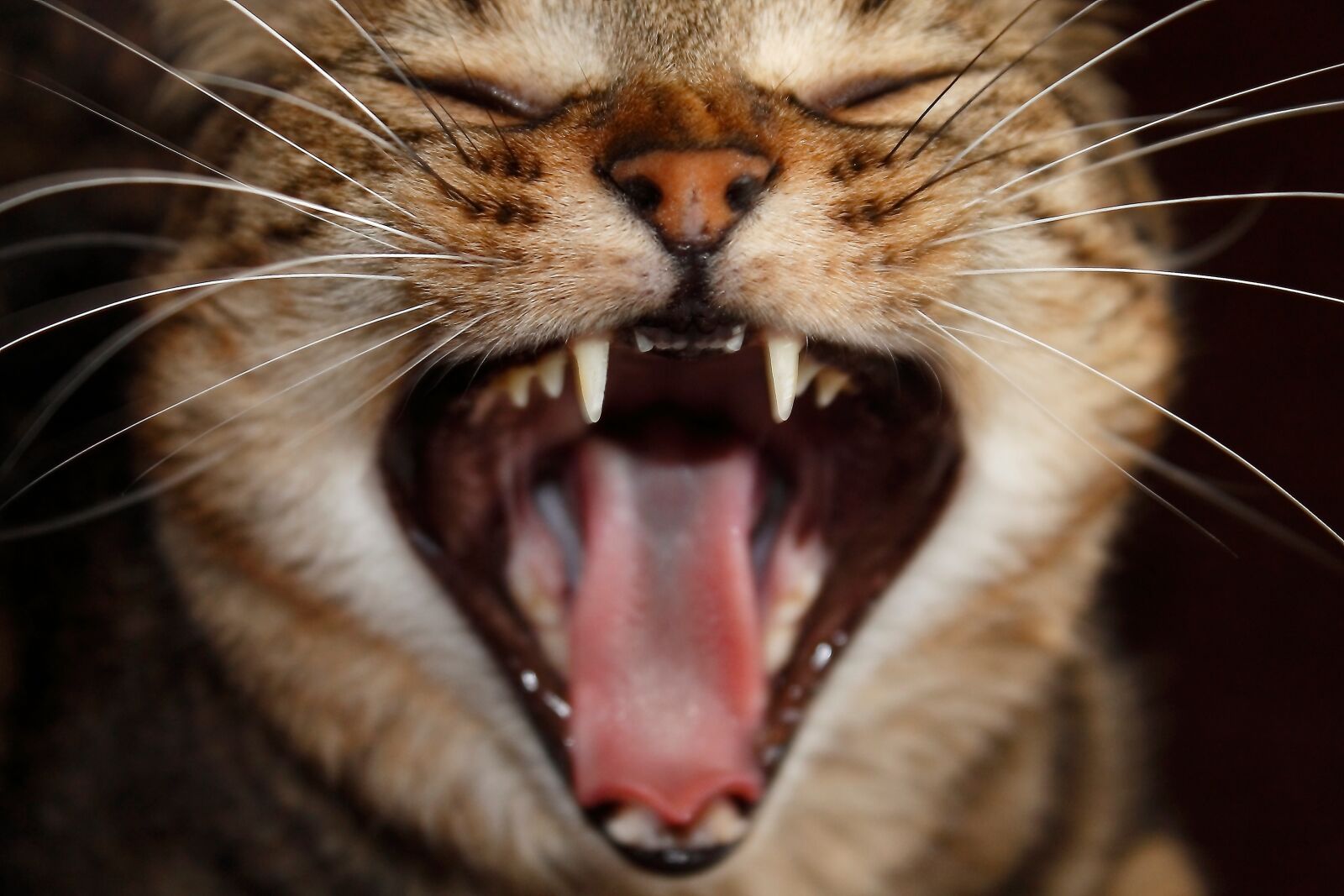 Canon EOS 1100D (EOS Rebel T3 / EOS Kiss X50) sample photo. Cat, anger, laugh photography