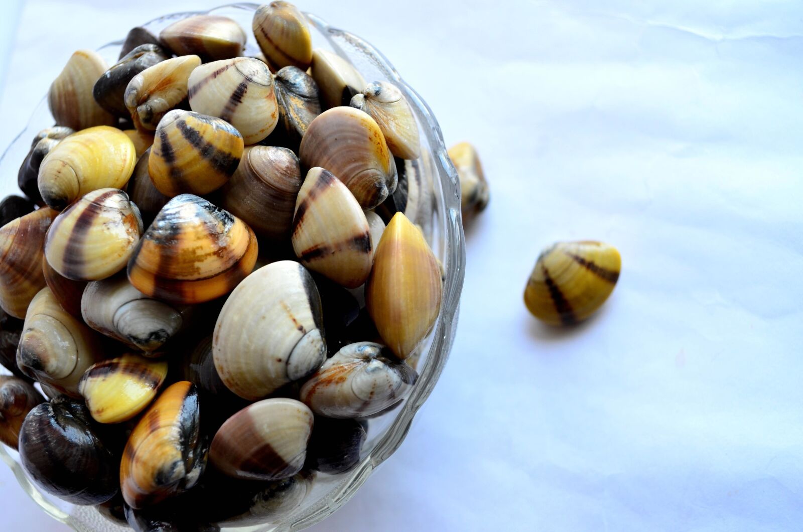 Nikon D5100 sample photo. Seashells, bowl, decoration, still photography