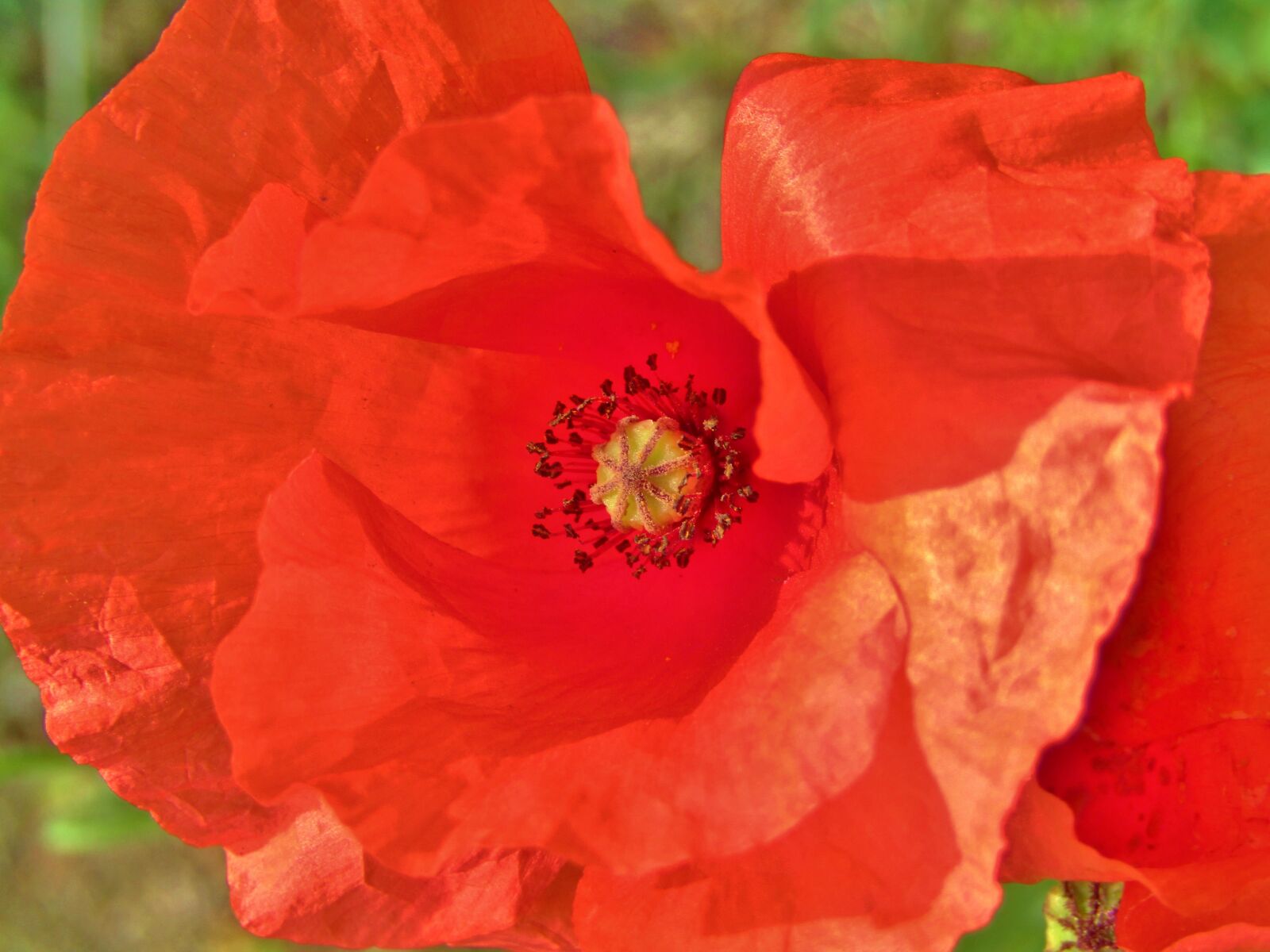 Canon POWERSHOT SX432 IS sample photo. Poppy, klatschmohn, red flower photography