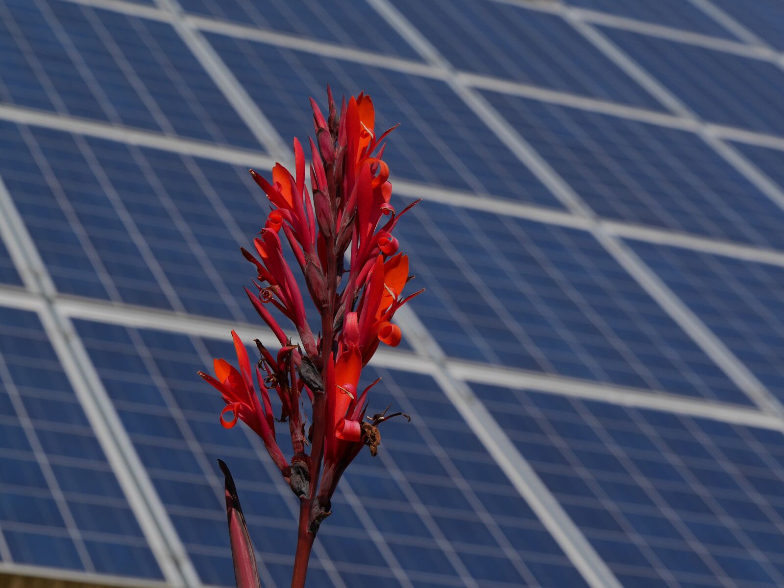 Panasonic Lumix DMC-GX7 sample photo. Alternative, solar energy, solar photography