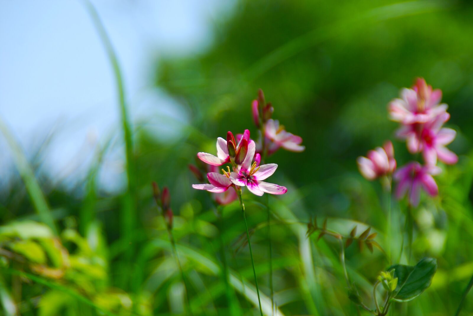 Nikon D40X sample photo. Flower, pink, pink flowers photography