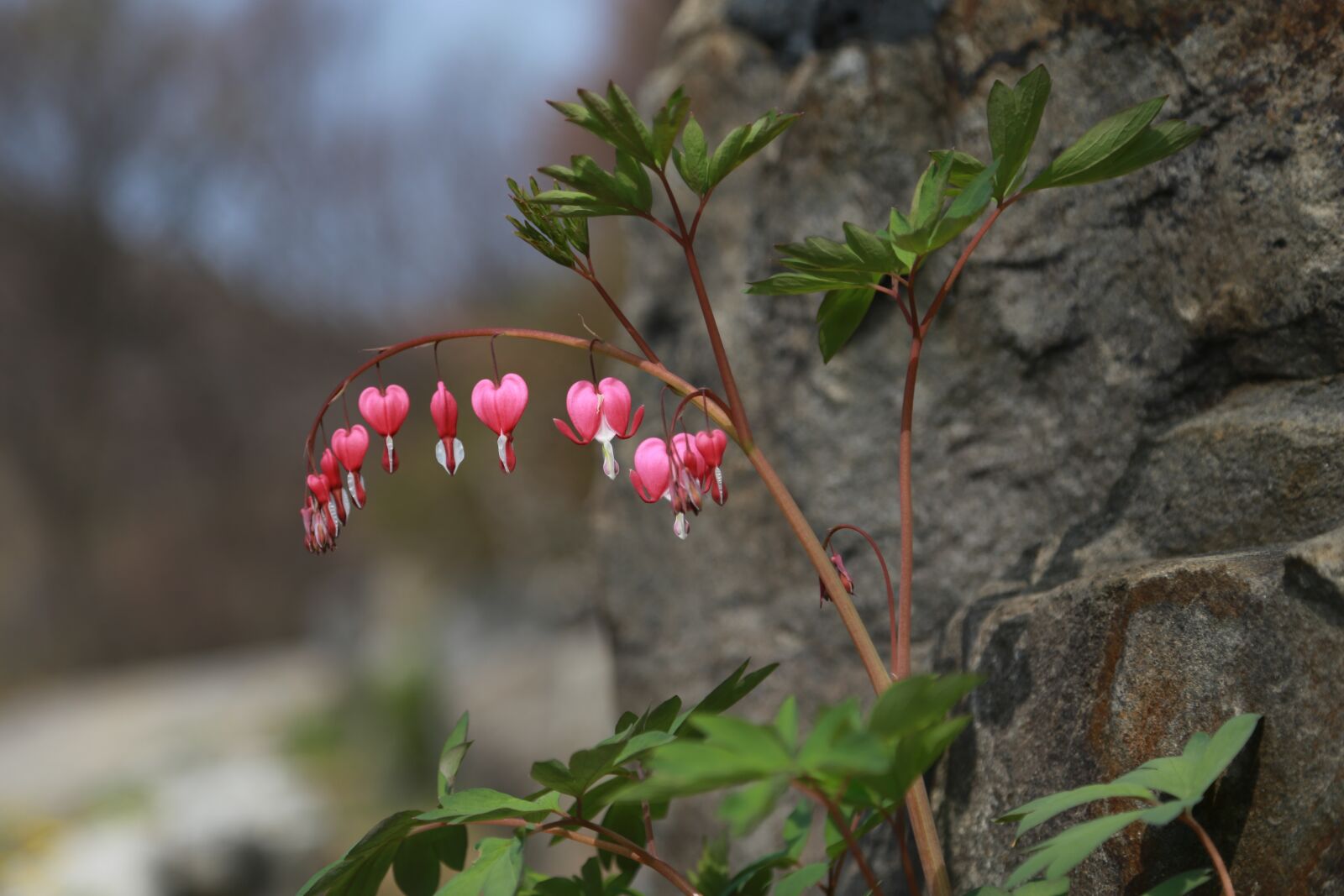 Canon EOS 6D + Canon EF 24-105mm F4L IS USM sample photo. Bleeding heart, flowers, petal photography