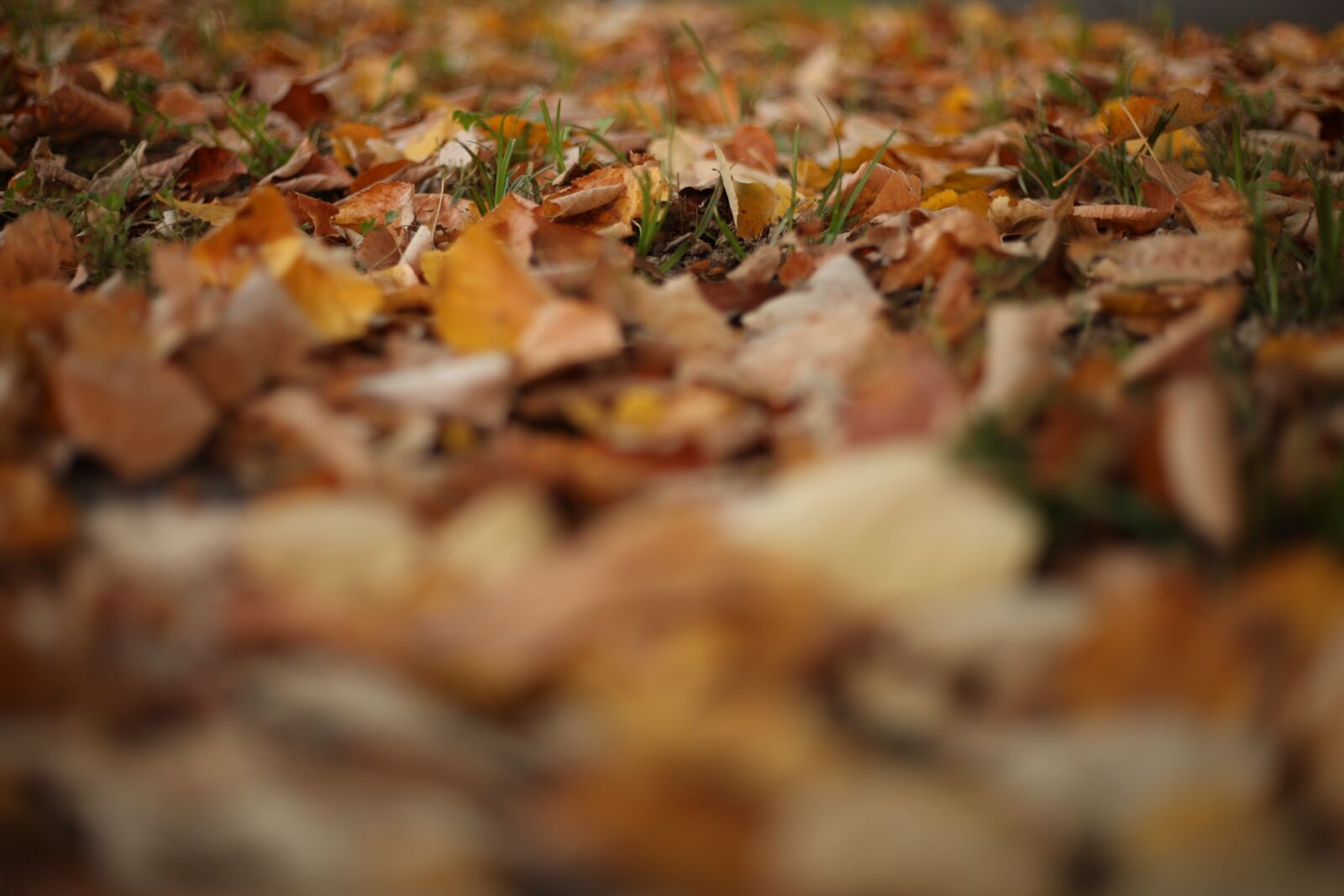 Canon EOS 5D Mark II sample photo. Nature, spring, cold photography