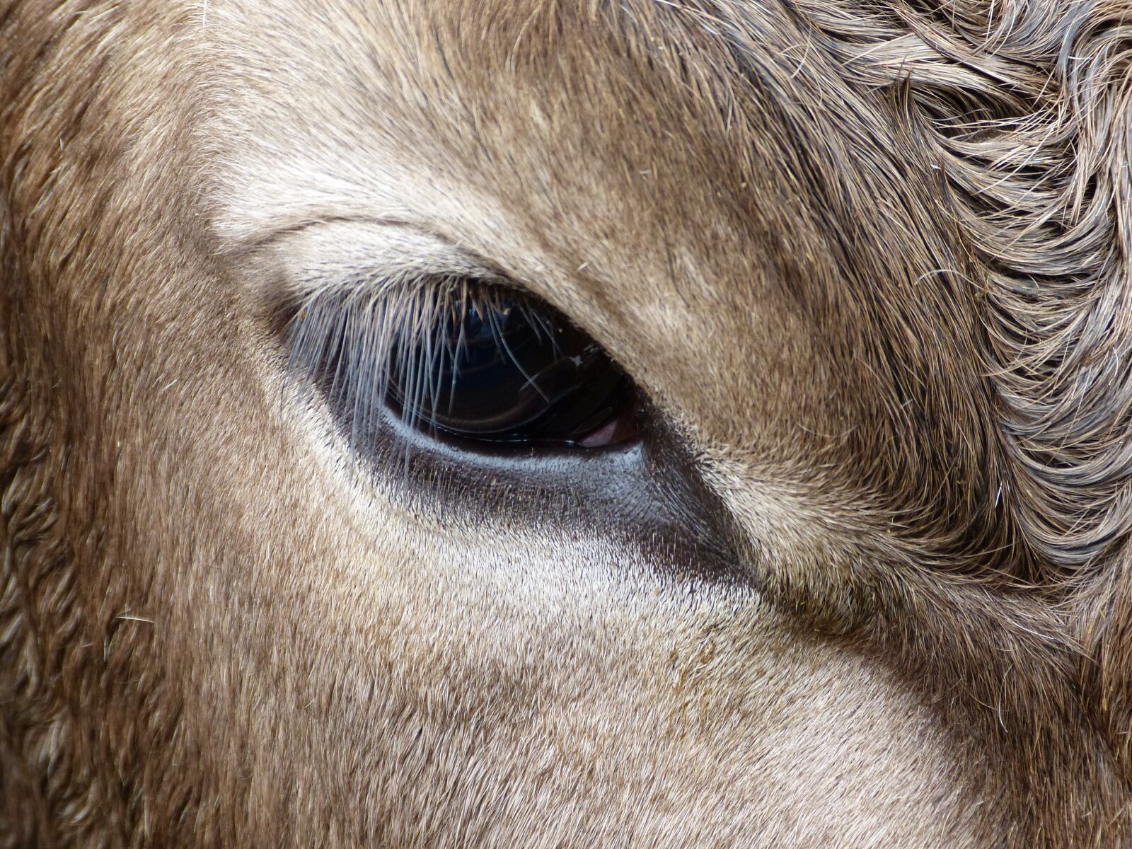 Panasonic Lumix DMC-FZ150 sample photo. Kuhauge, beef, allgäu photography
