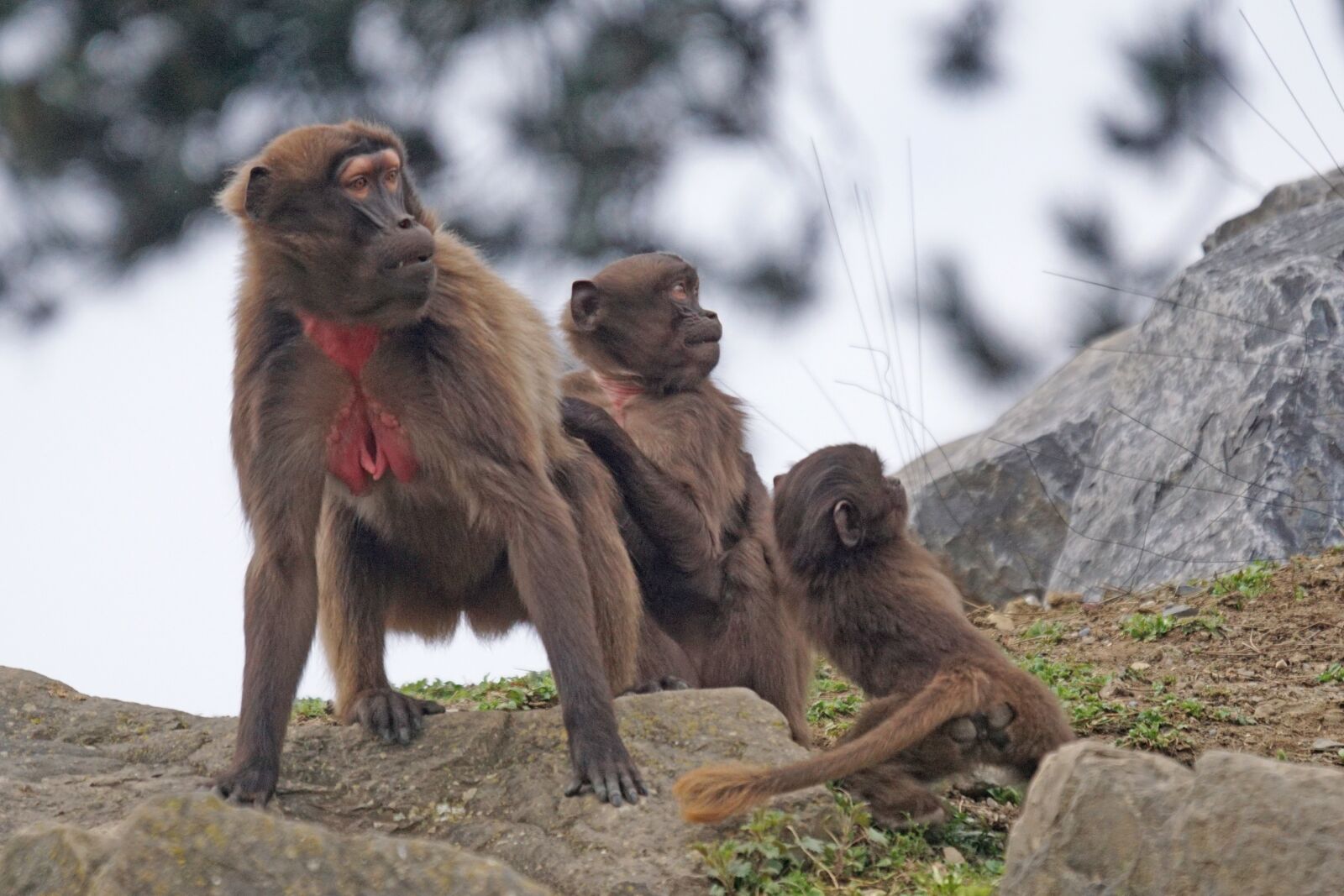 Sony ILCA-77M2 + Sony 70-400mm F4-5.6 G SSM sample photo. Dschelada, monkey, primate photography