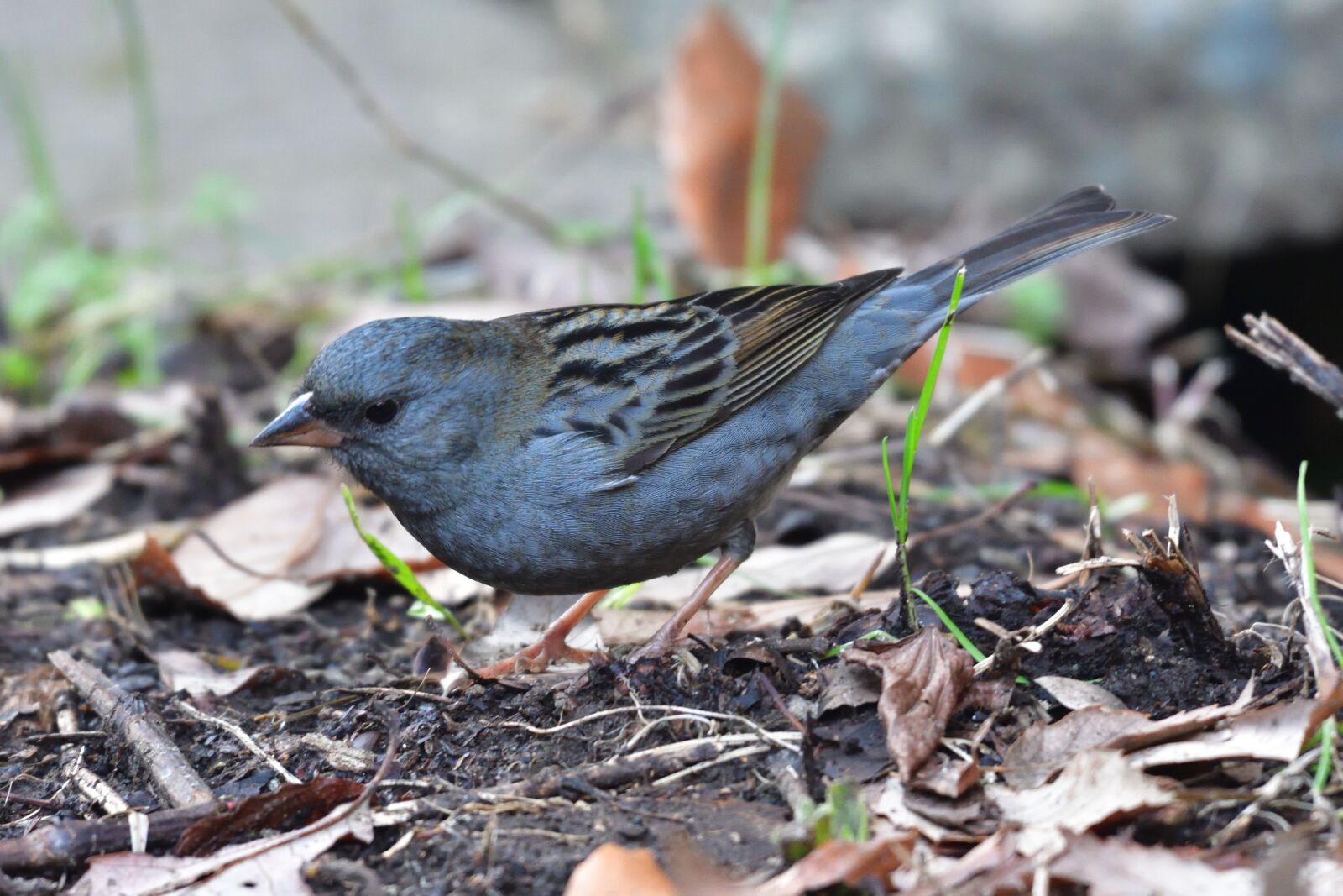 Nikon D500 sample photo. Natural, wild animals, outdoors photography