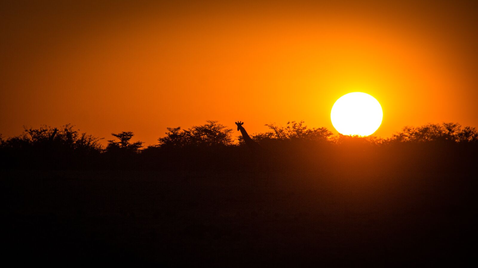 Canon EOS 650D (EOS Rebel T4i / EOS Kiss X6i) sample photo. Namibia, wildlife, africa photography