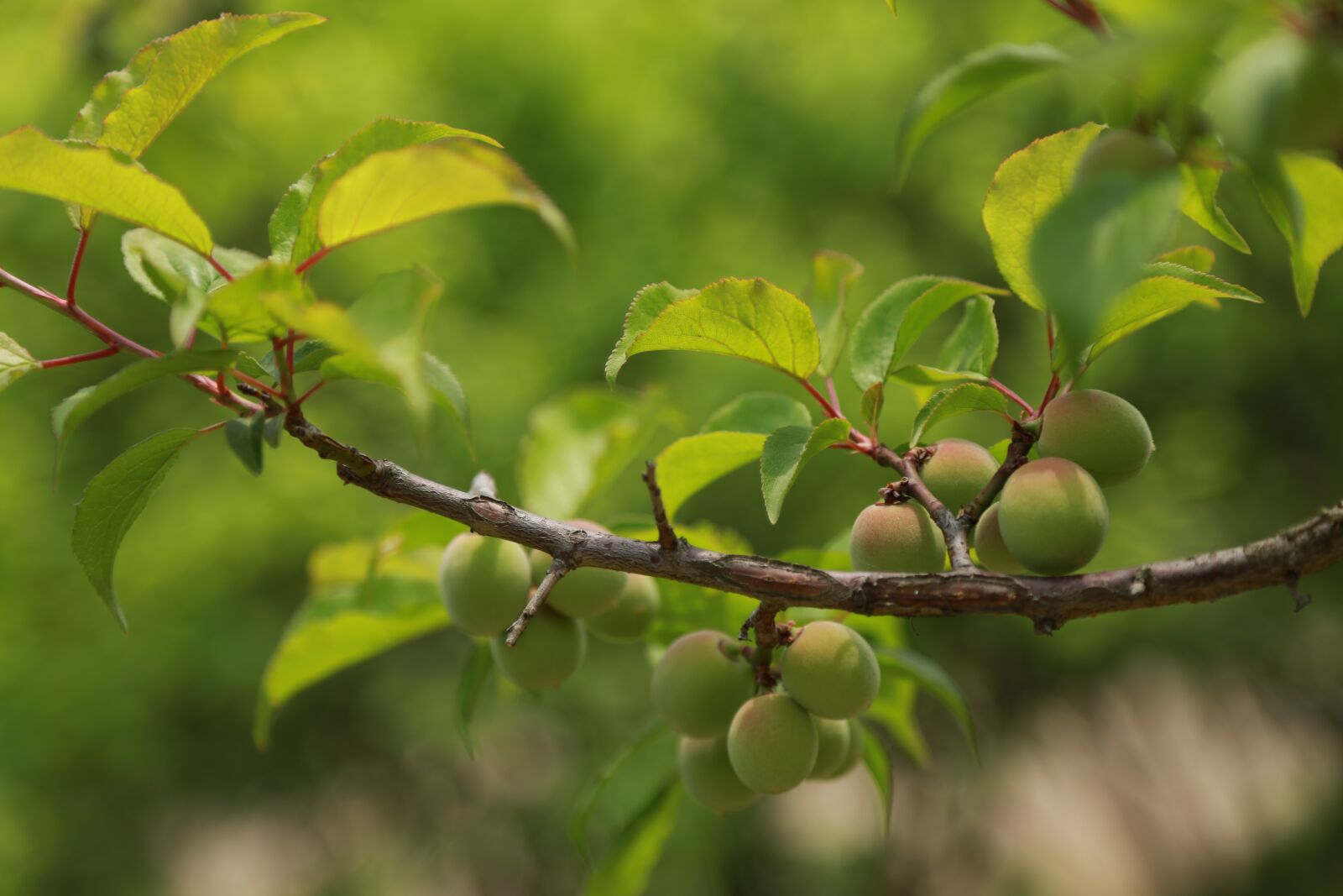 Canon EOS 6D + Canon EF 24-105mm F4L IS USM sample photo. Nature, leaf, plum photography