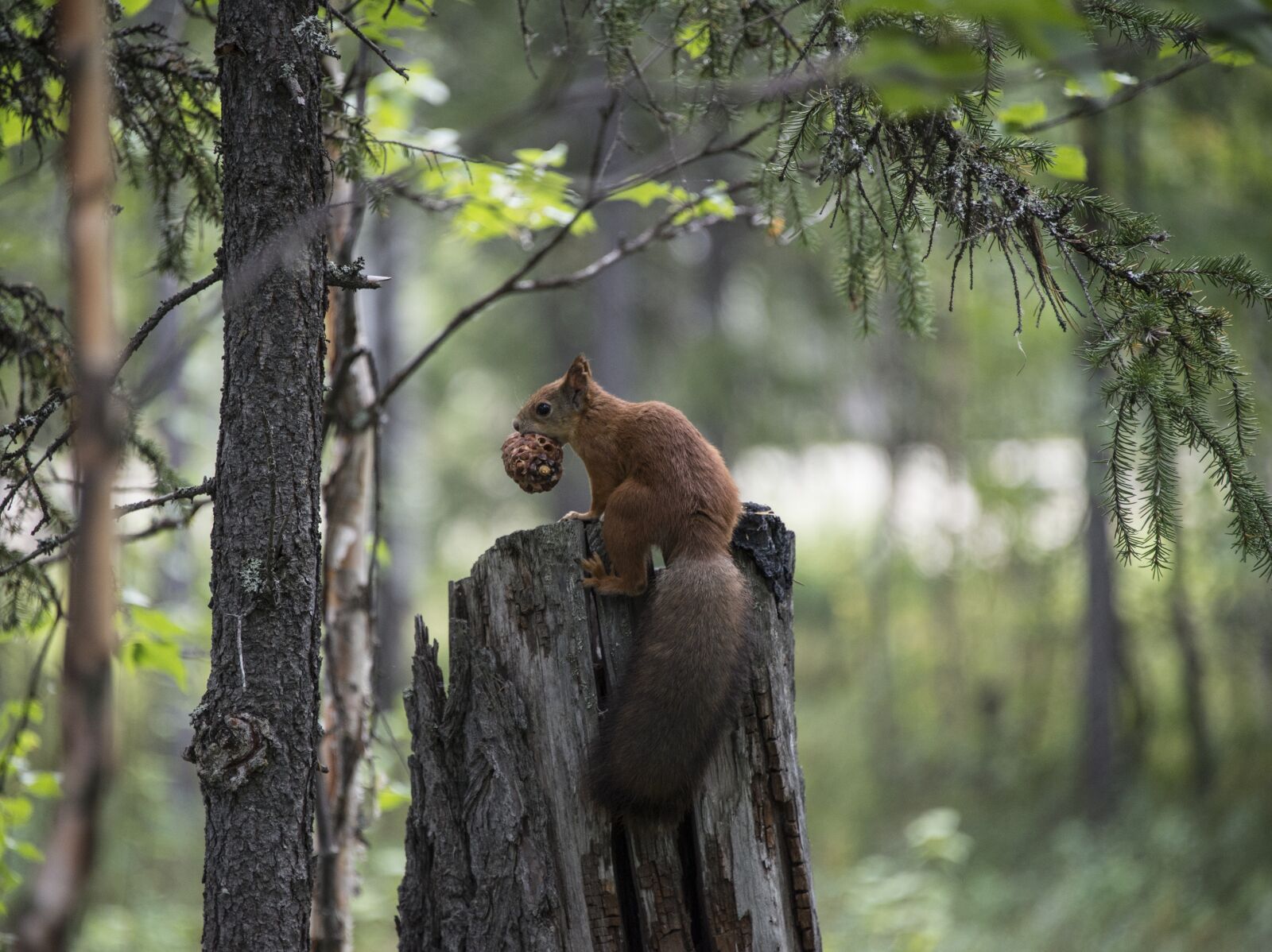 Nikon D600 sample photo. Squirrel, awesome, funny photography