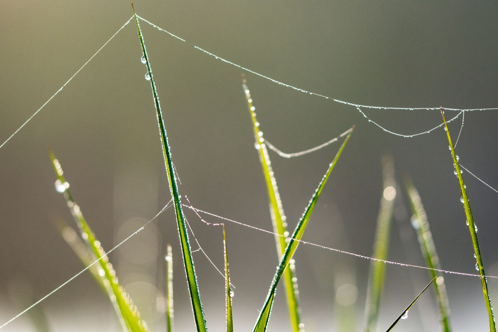 Nikon D7100 sample photo. Cobweb, spiderweb, rosa photography