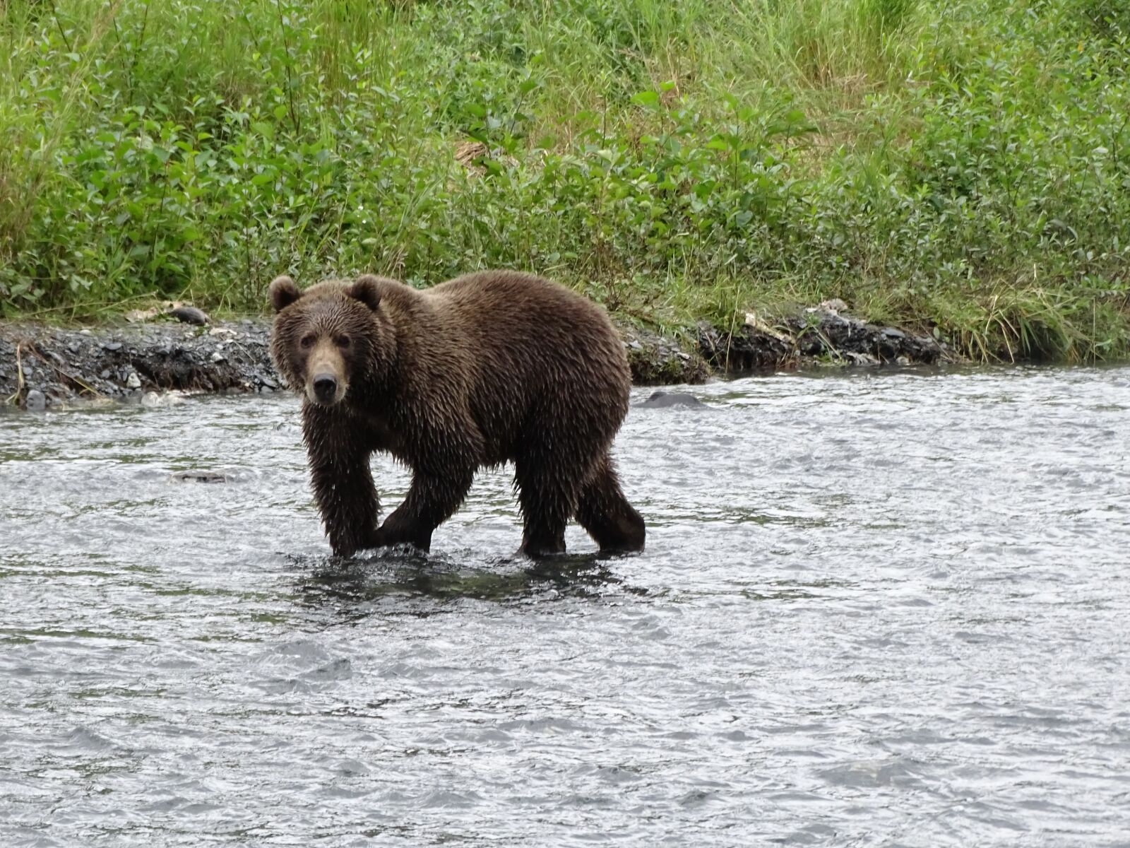 Sony Cyber-shot DSC-HX400V sample photo. Brown bear giant, kodiak photography