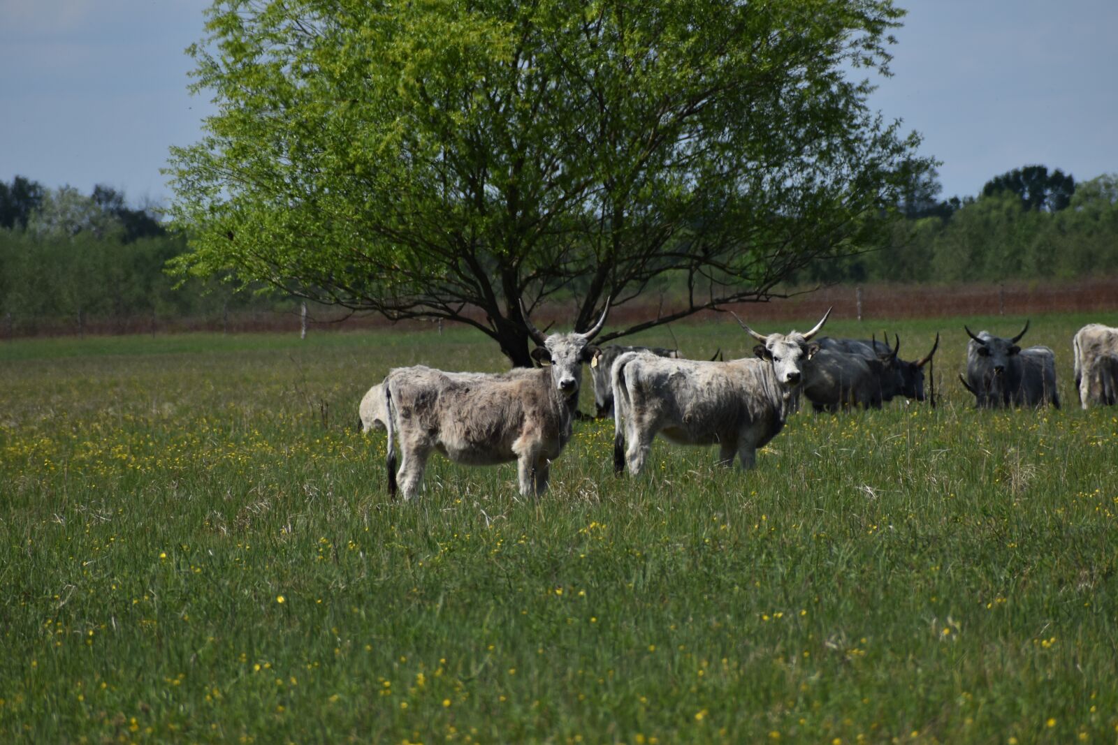 Nikon D3500 sample photo. Meadow, gray cattle, bull photography
